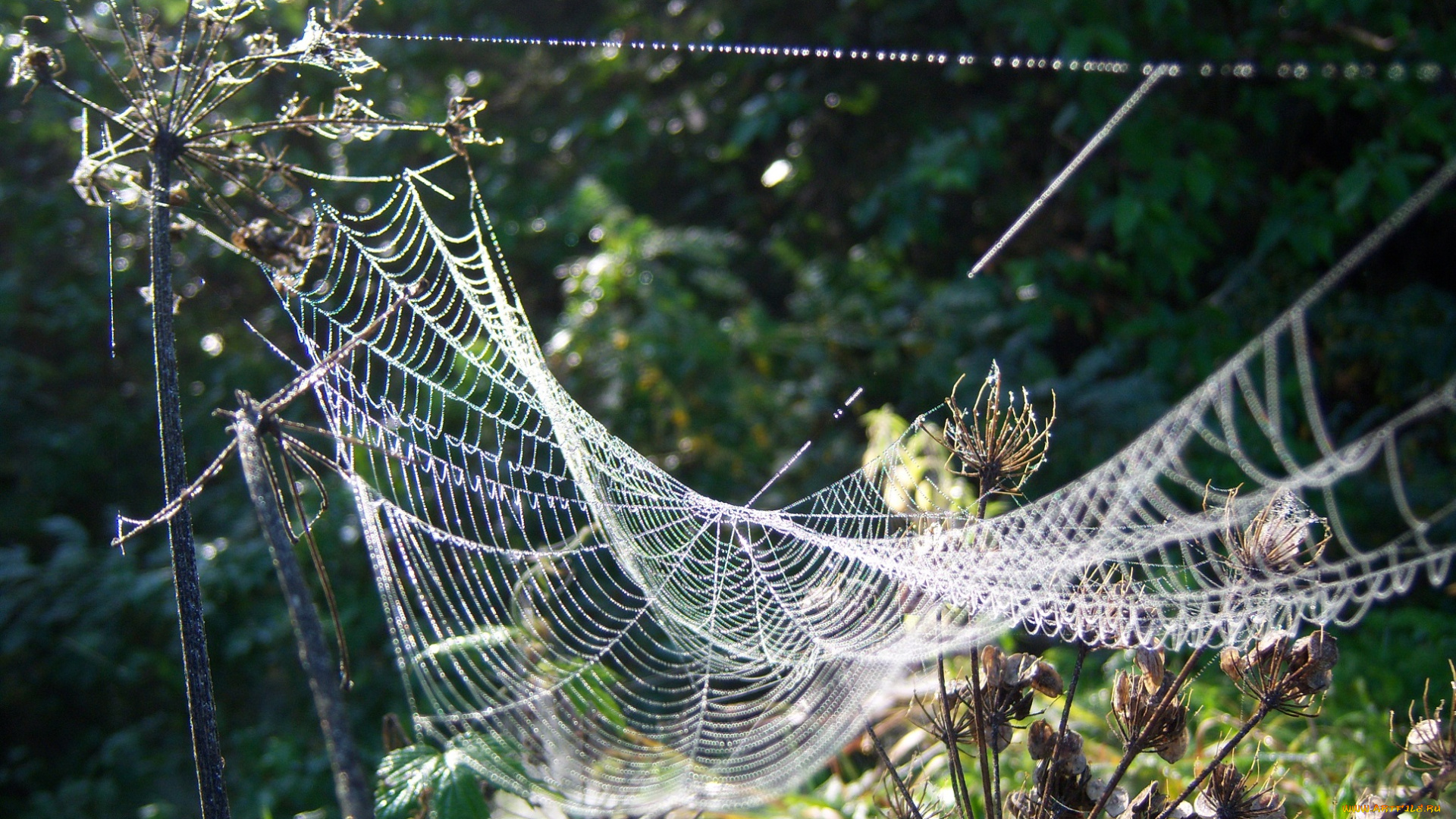 природа, макро, паутина, утро, роса, капли, веточки