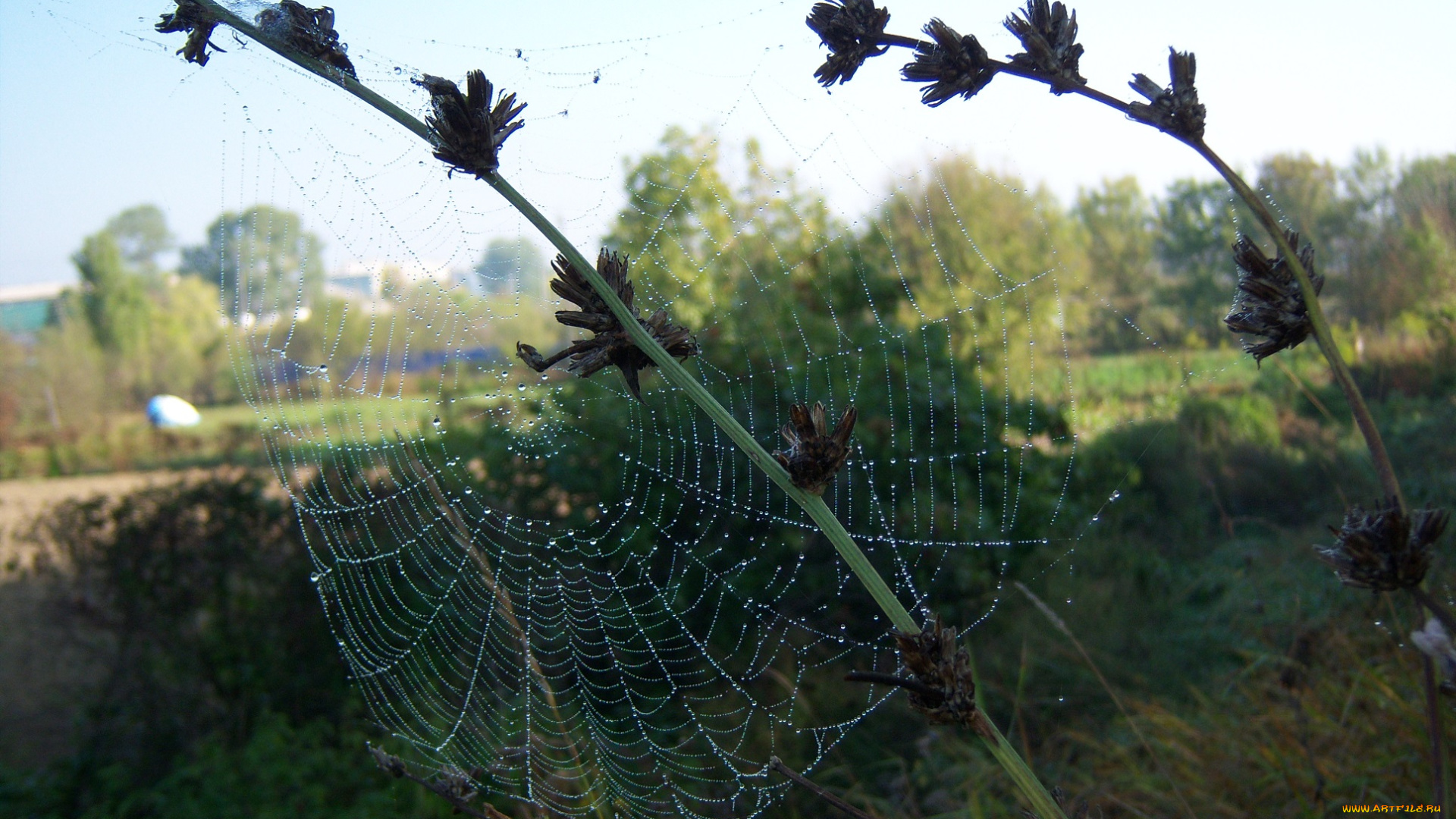 природа, макро, паутина, утро, роса, капли, веточки