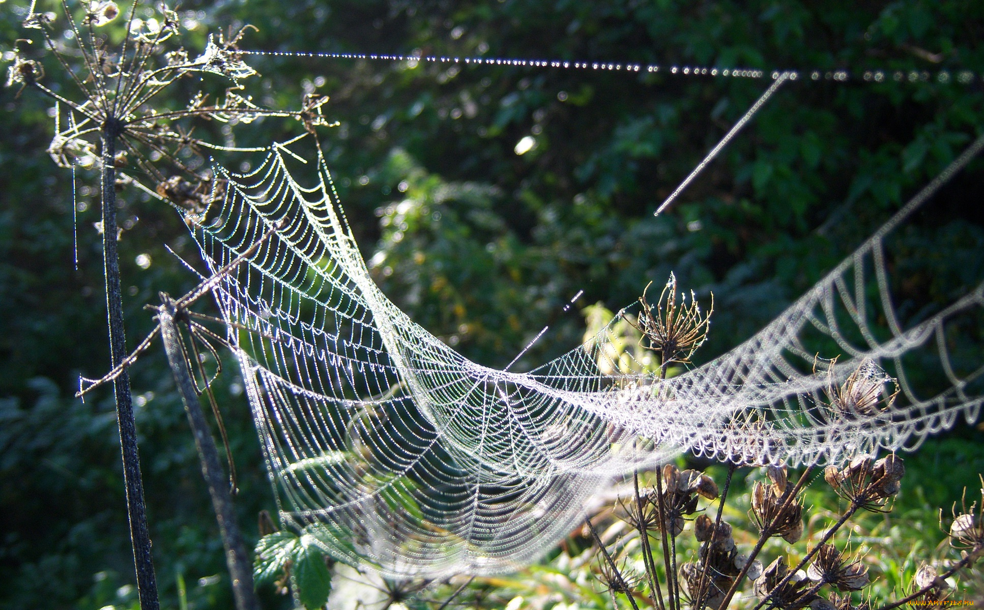 природа, макро, паутина, утро, роса, капли, веточки