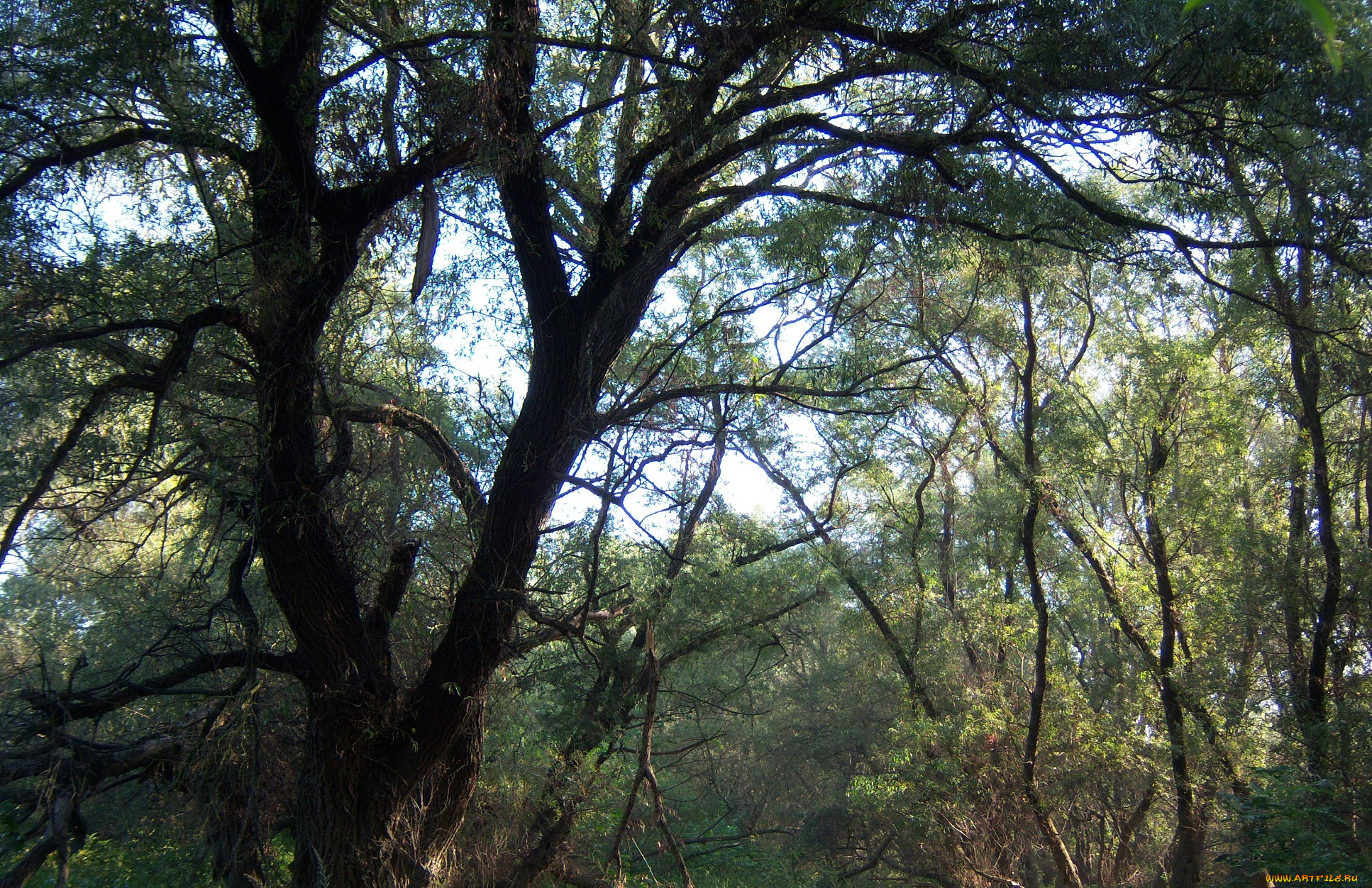 природа, деревья, ветви, листья, стволы