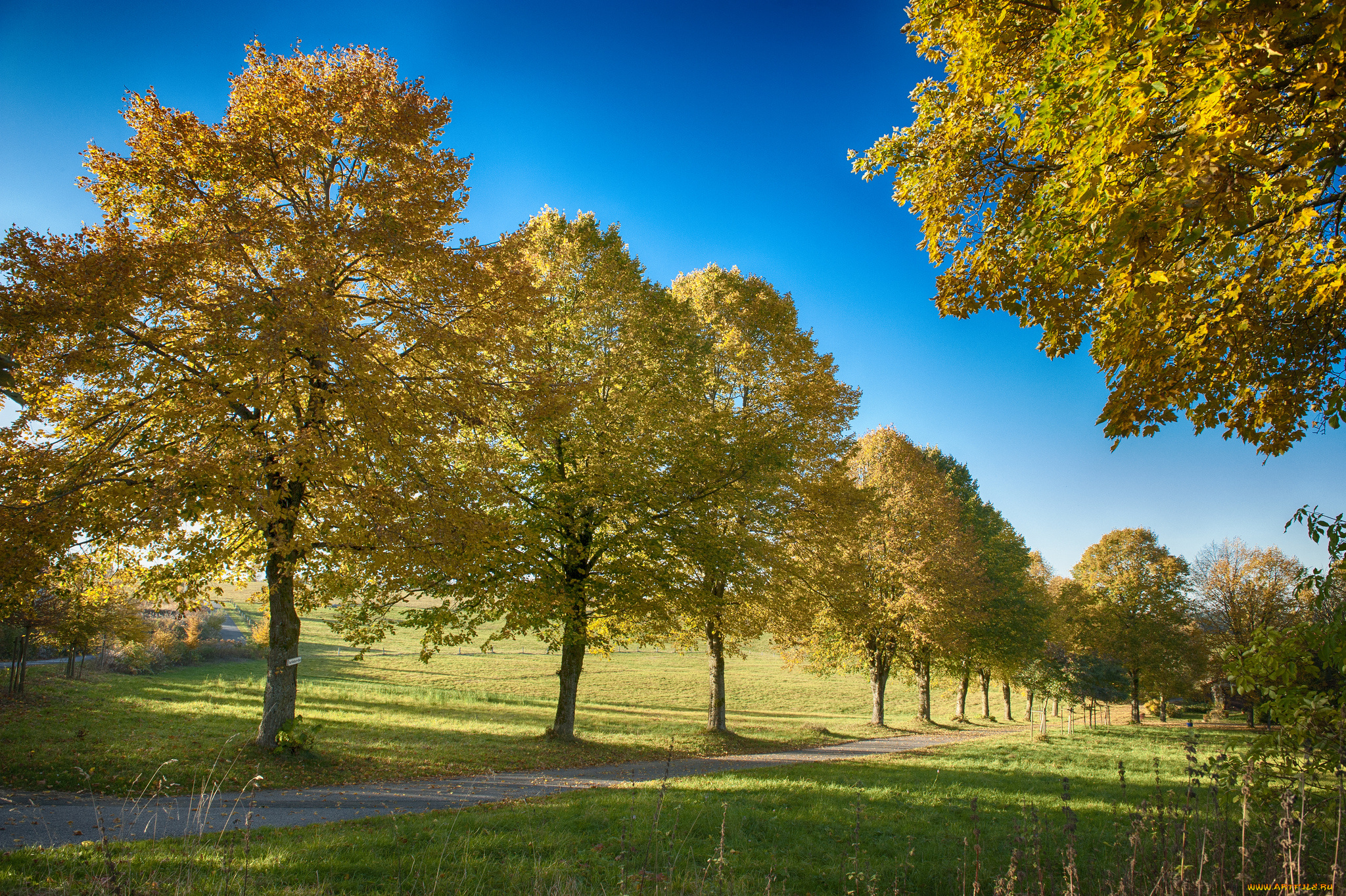 природа, дороги, дорожка, трава, деревья