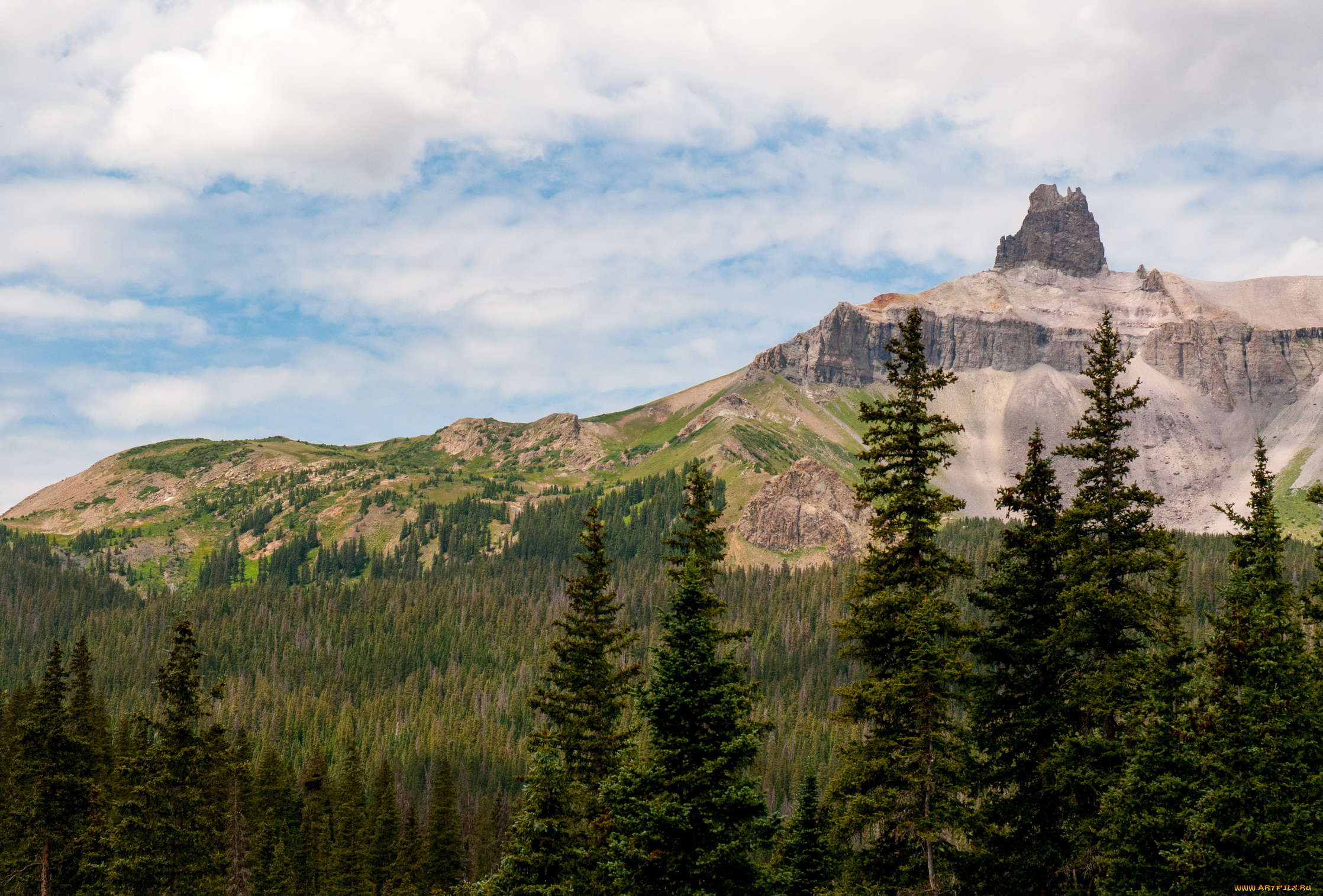 природа, горы, колорадо, сша, лес, ели