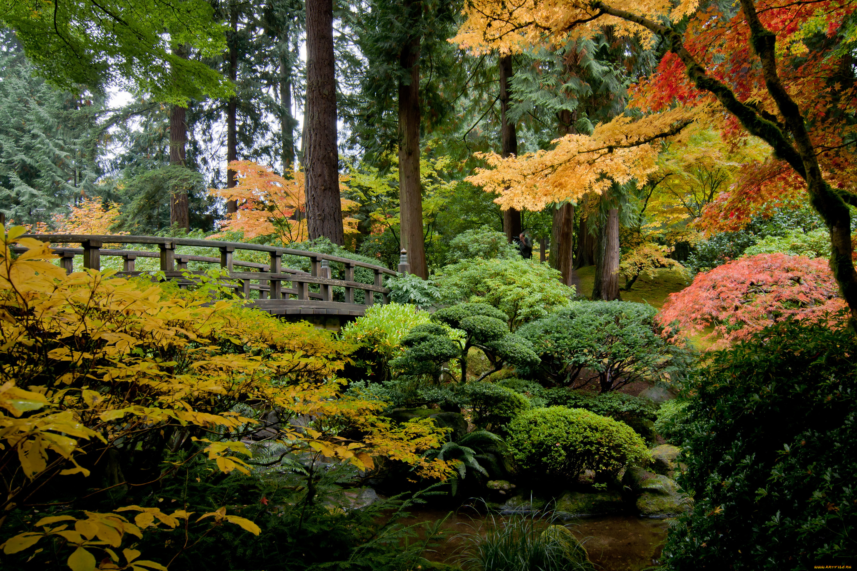 portland, japanese, garden, , oregon, природа, парк, сша, japanese, garden, орегон, portland, пруд, деревья, кусты, мостик