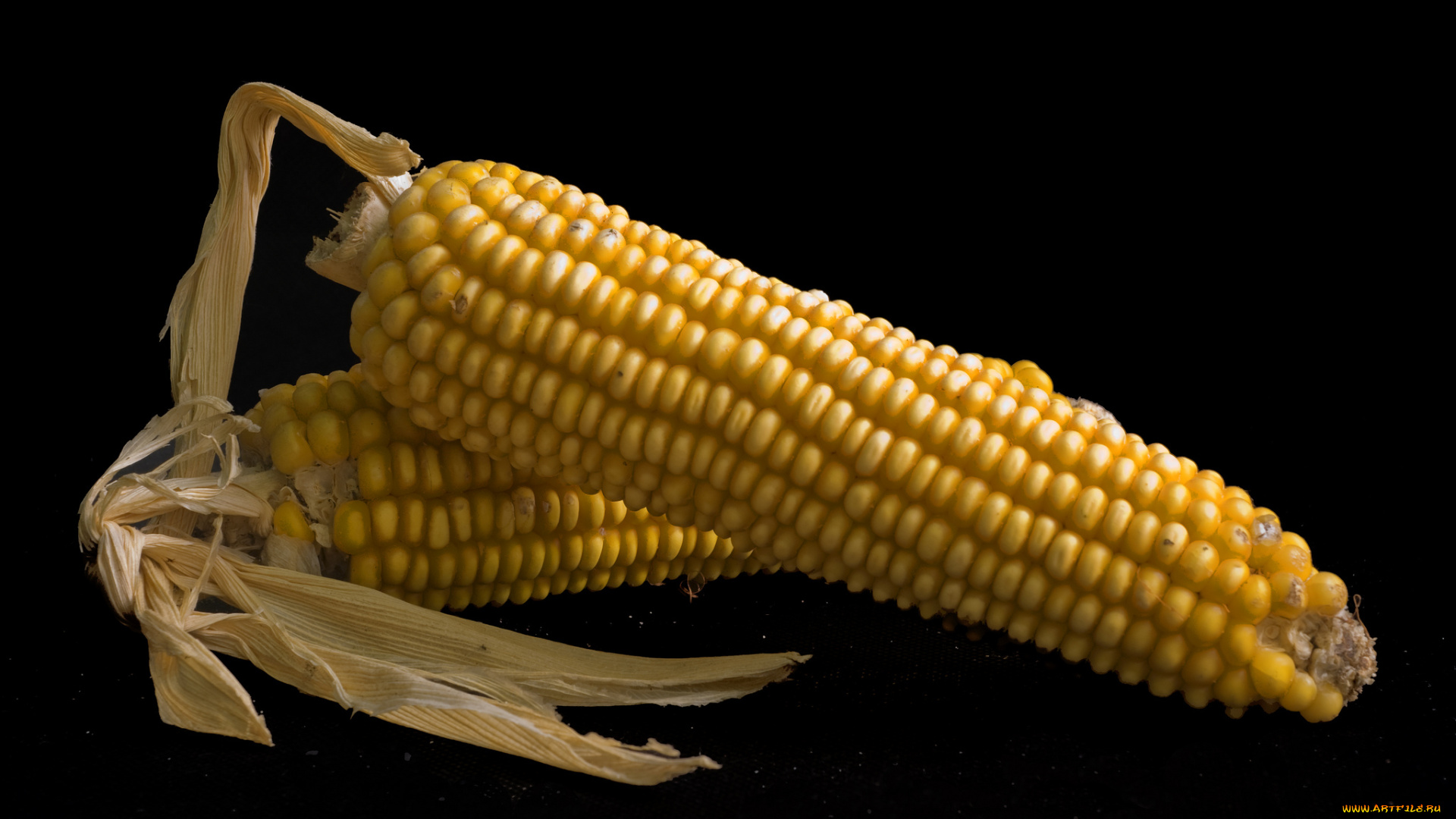еда, кукуруза, початок