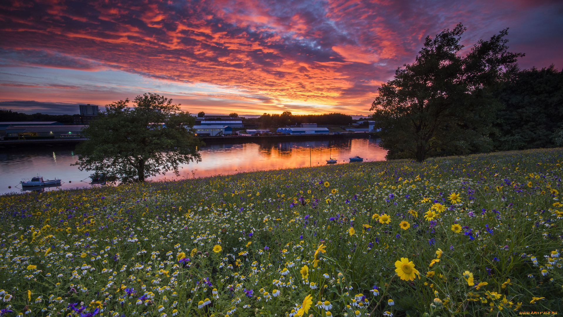 города, -, пейзажи, цветы, луг, закат, река