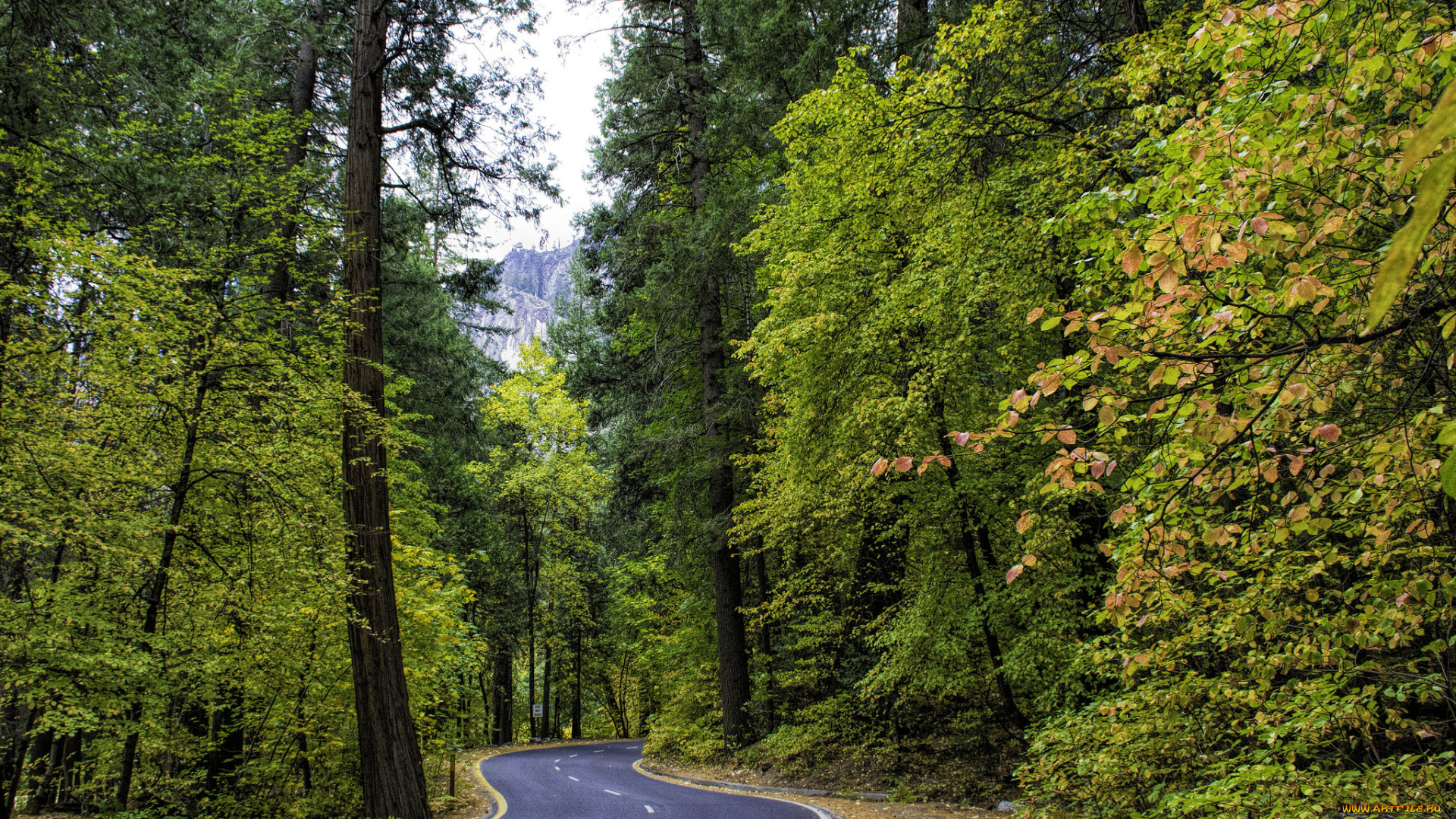 природа, дороги, лес, шоссе
