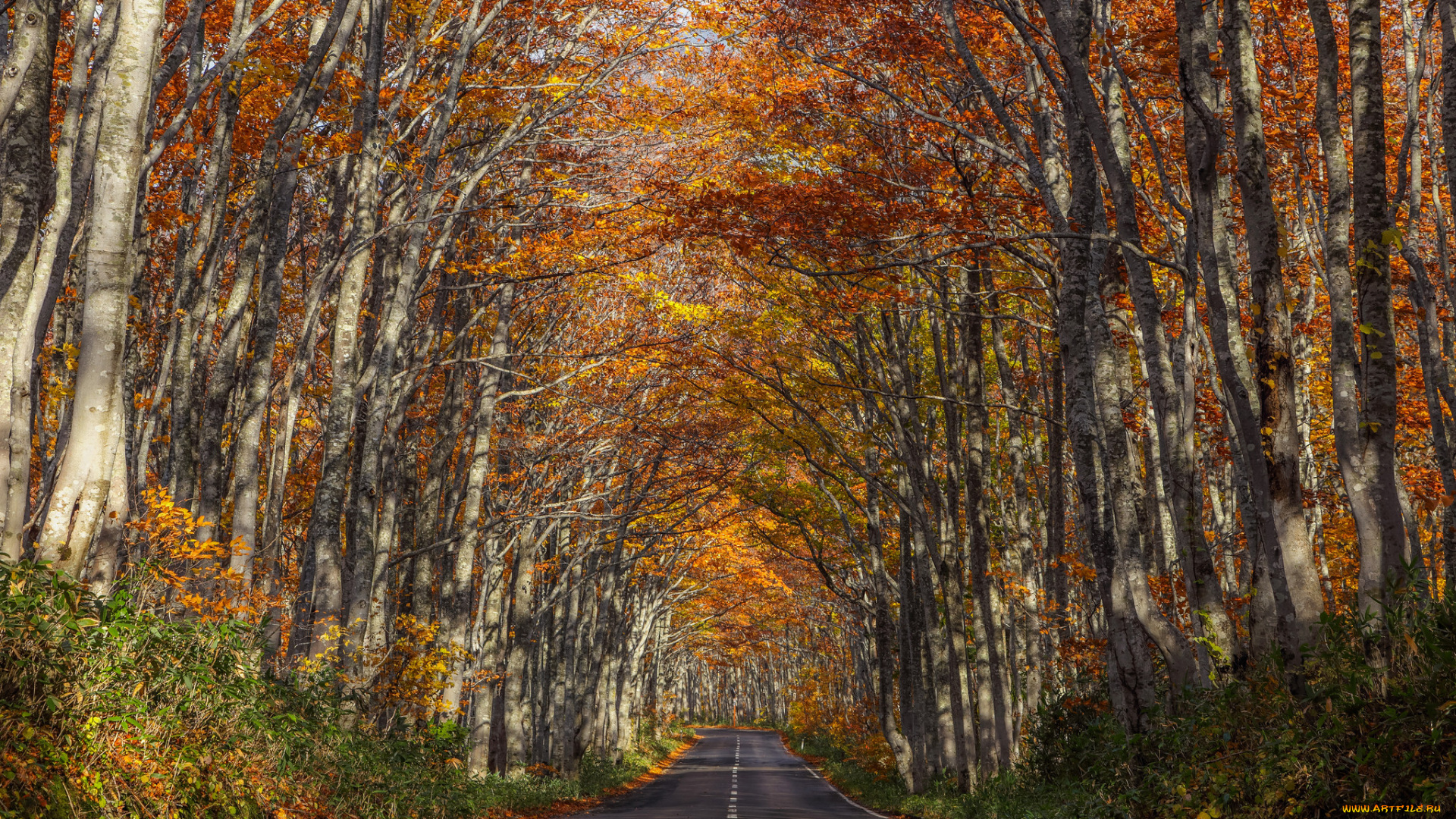 природа, дороги, осень, аллея, деревья, шоссе
