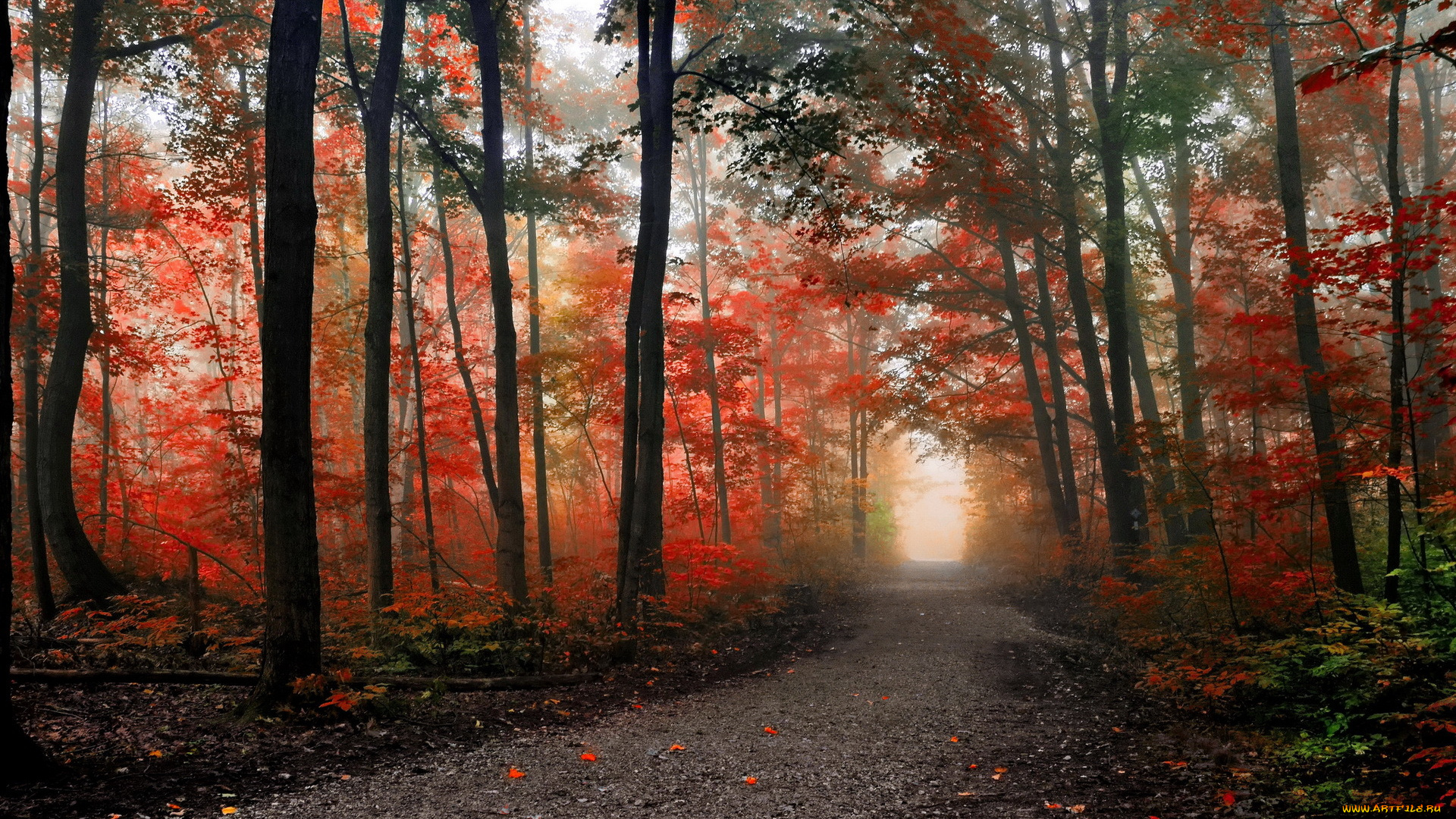 природа, дороги, пляжосень, лес, дорога