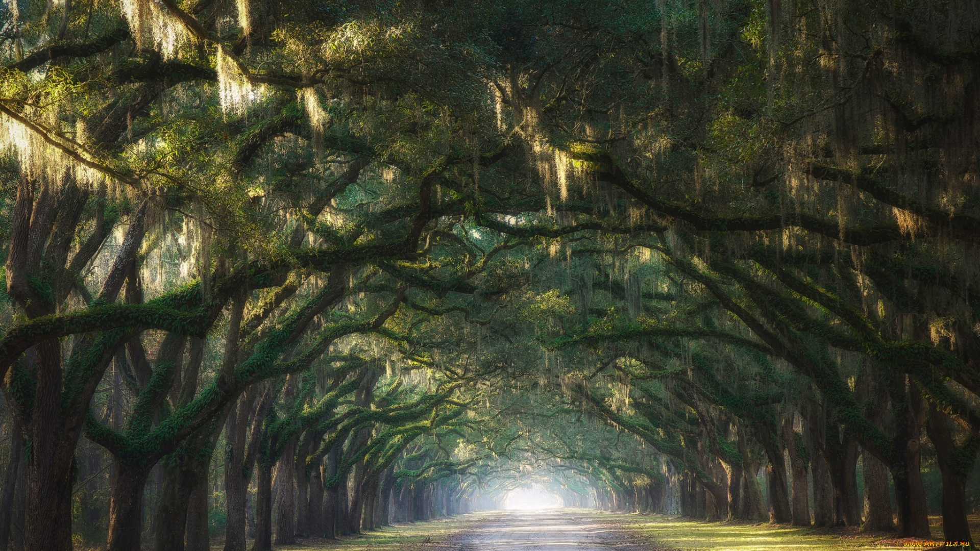 природа, дороги, утро, испанский, мох, деревья, штат, джорджия, сша, свет