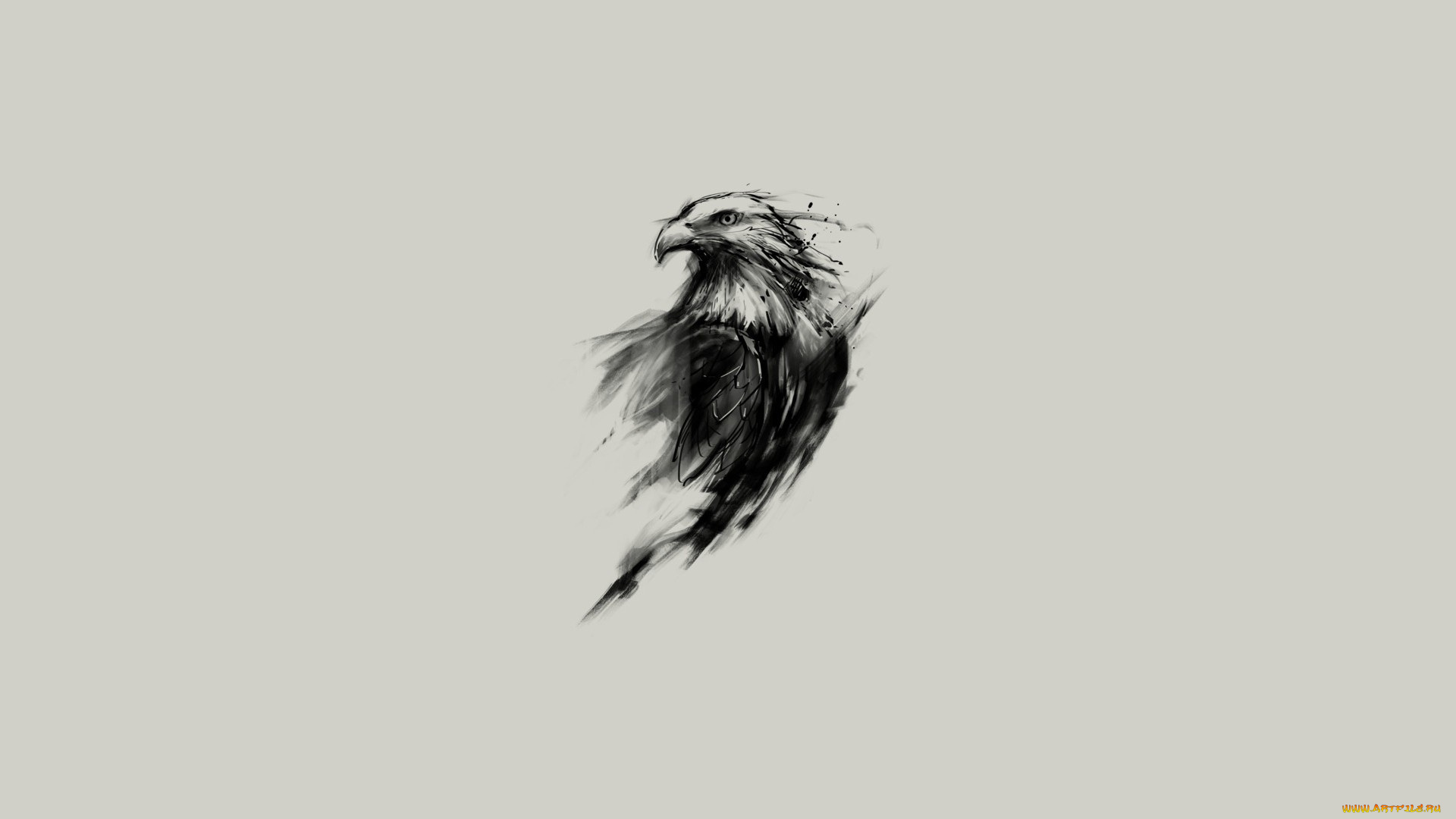 рисованное, минимализм, животные, клюв, орел, drawing, взгляд, eagles, крылья, beak, wings, feathers, перья, animals, minimalism, eyes