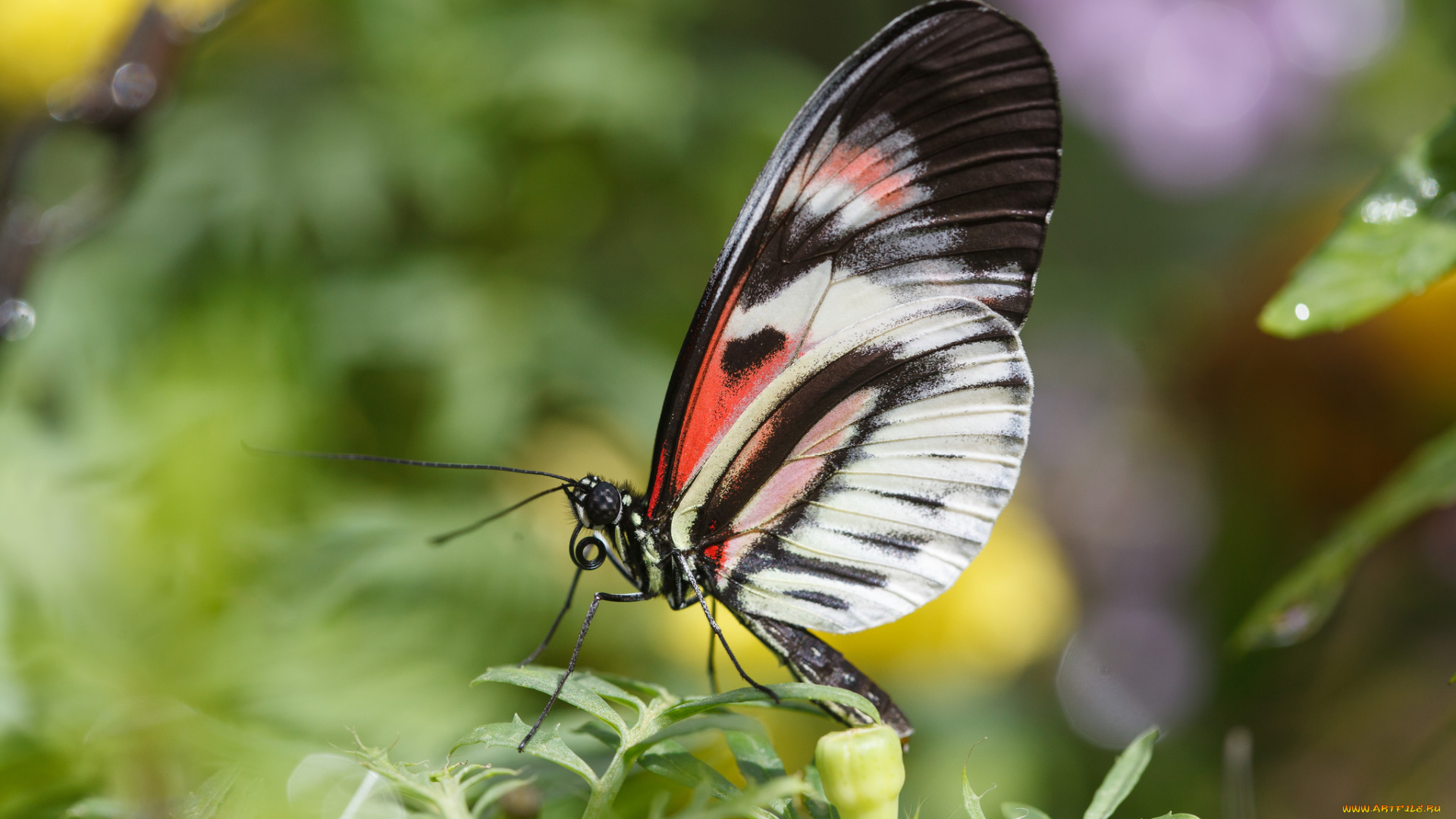 животные, бабочки, , мотыльки, , моли, bob, decker, макро, бабочка, фон, крылья, усики, насекомое, листья