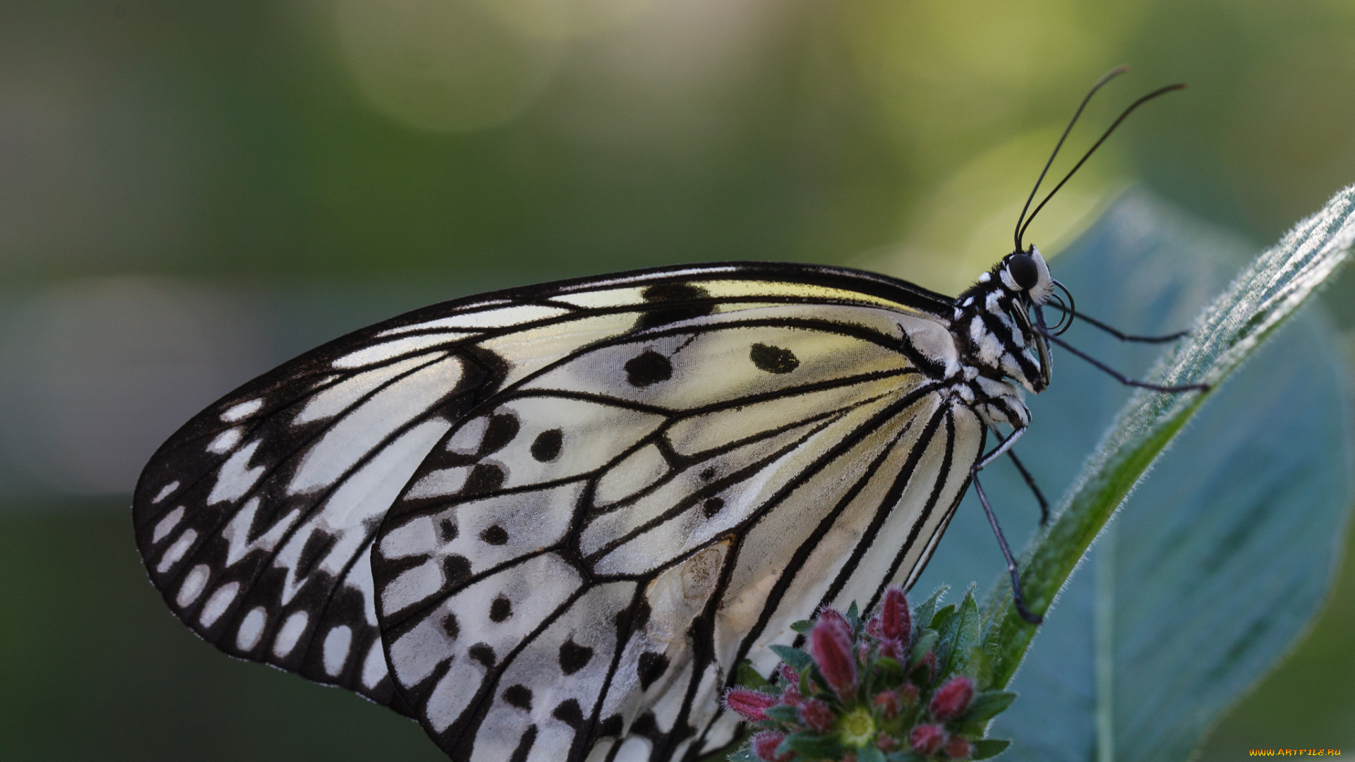 животные, бабочки, , мотыльки, , моли, bob, decker, макро, бабочка, фон, крылья, усики, насекомое, листья