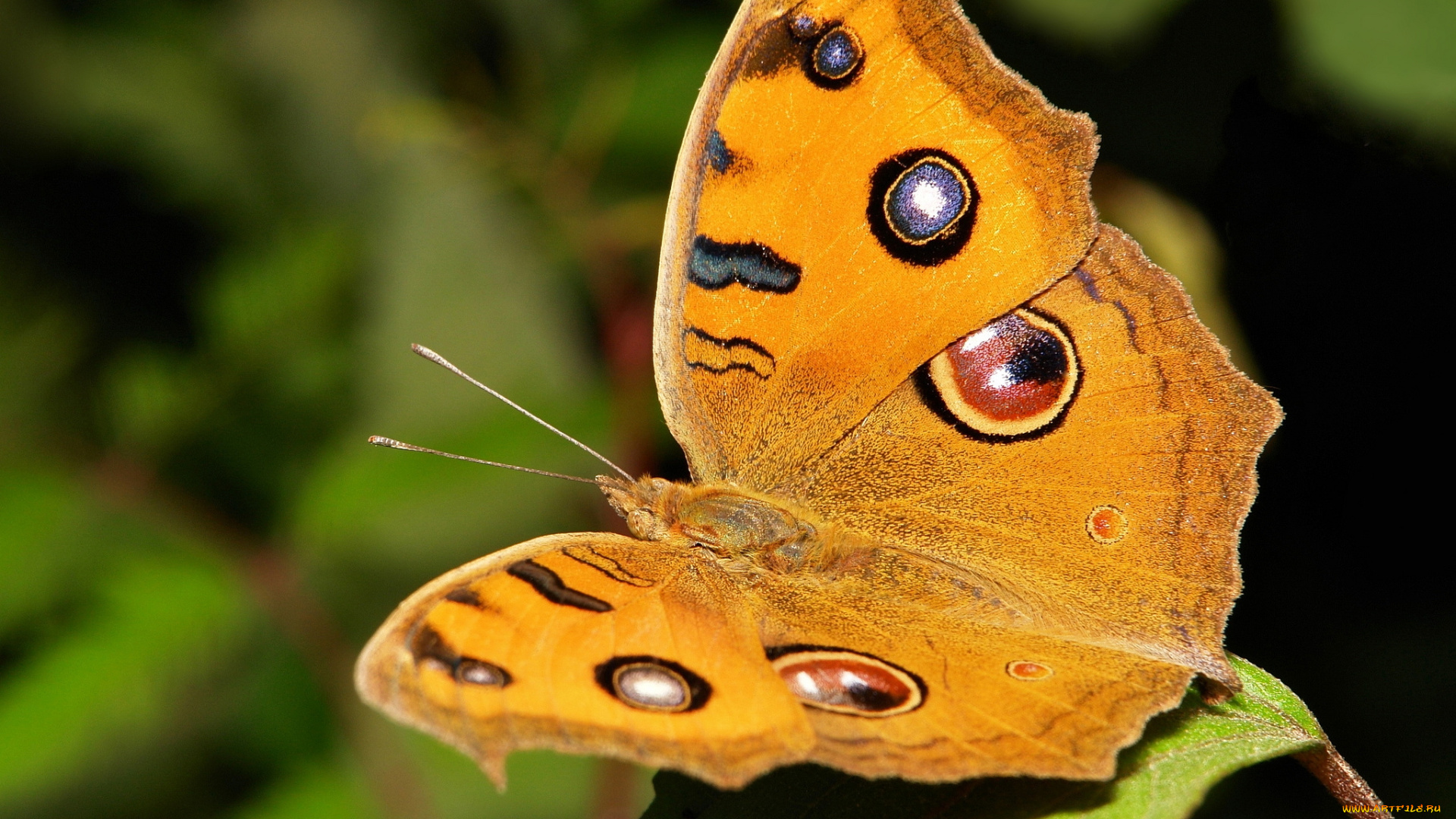 животные, бабочки, , мотыльки, , моли, itchydogimages, макро, бабочка