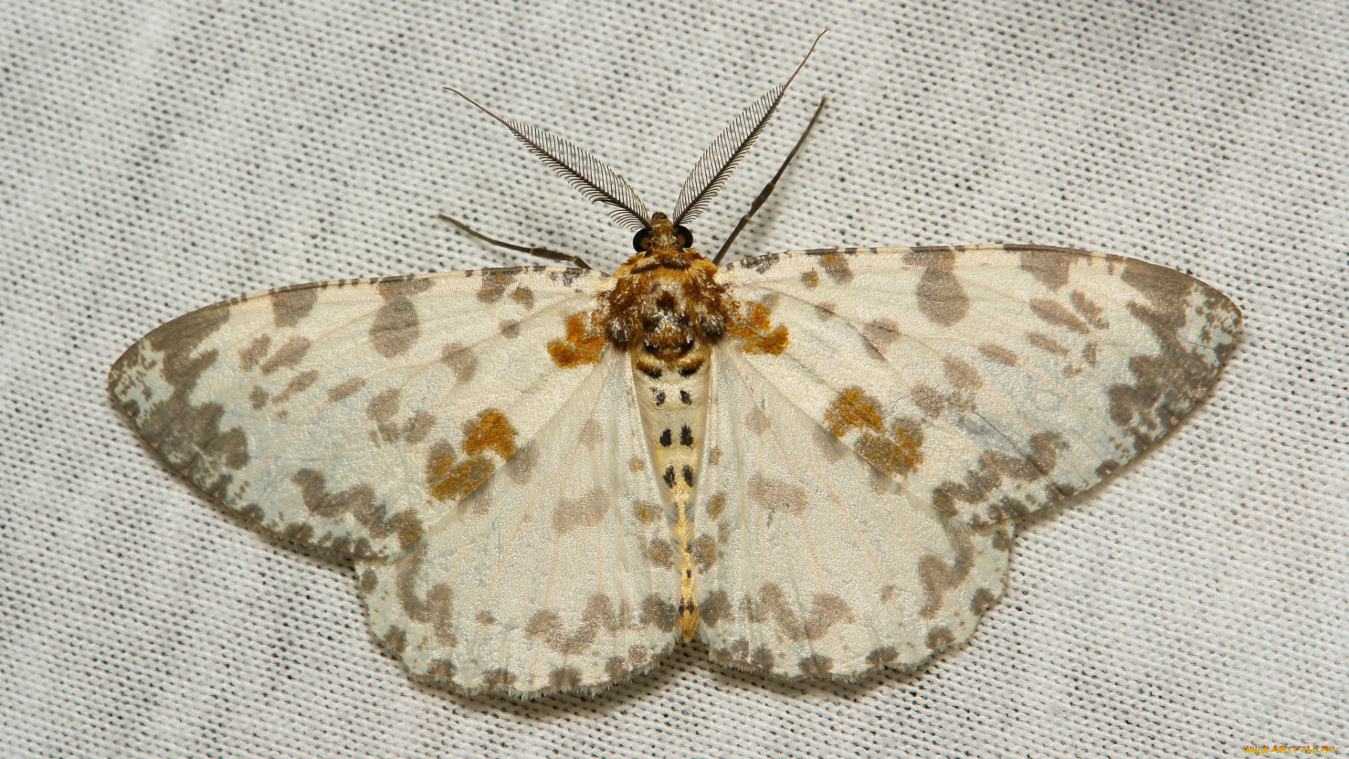 животные, бабочки, , мотыльки, , моли, itchydogimages, вязанное, полотно, макро, моль, крылья, усики, узор