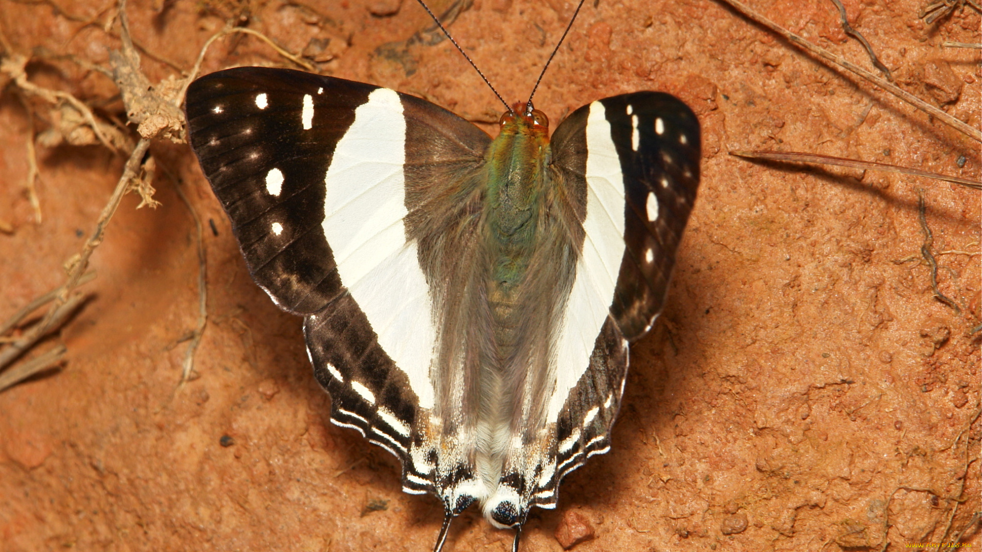 животные, бабочки, , мотыльки, , моли, itchydogimages, крылья, усики, узор, макро, бабочка