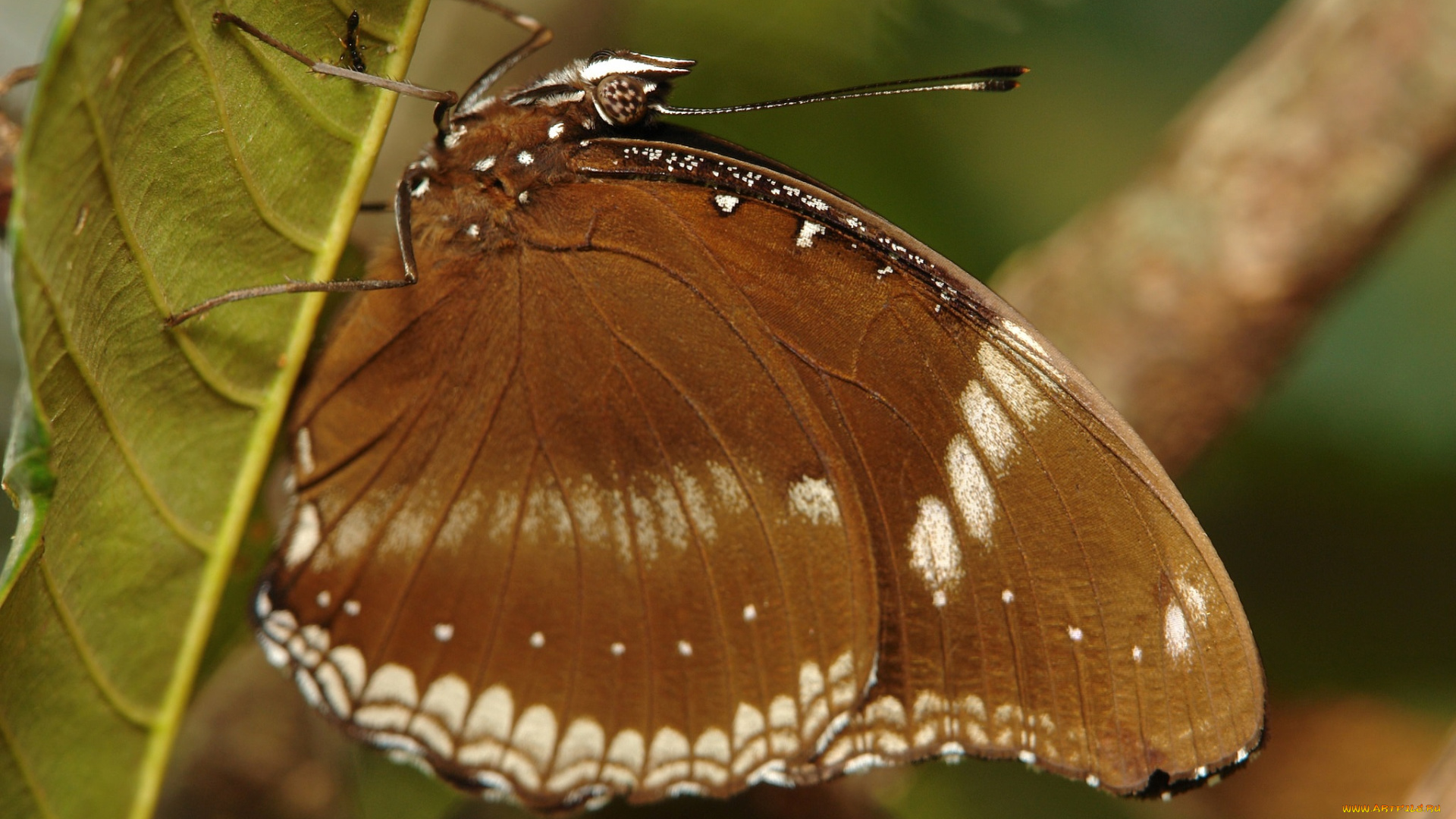 животные, бабочки, , мотыльки, , моли, крылья, бабочка, макро, itchydogimages