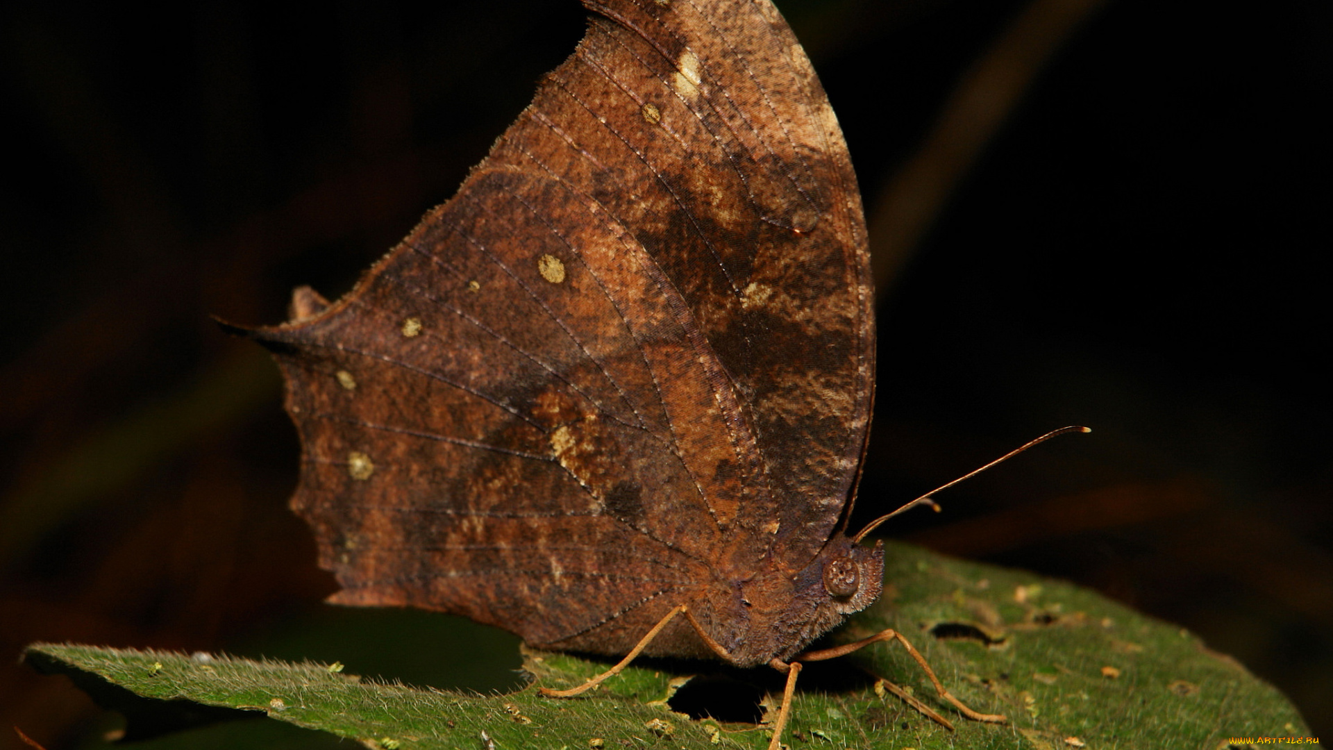 животные, бабочки, , мотыльки, , моли, макро, itchydogimages, крылья, бабочка