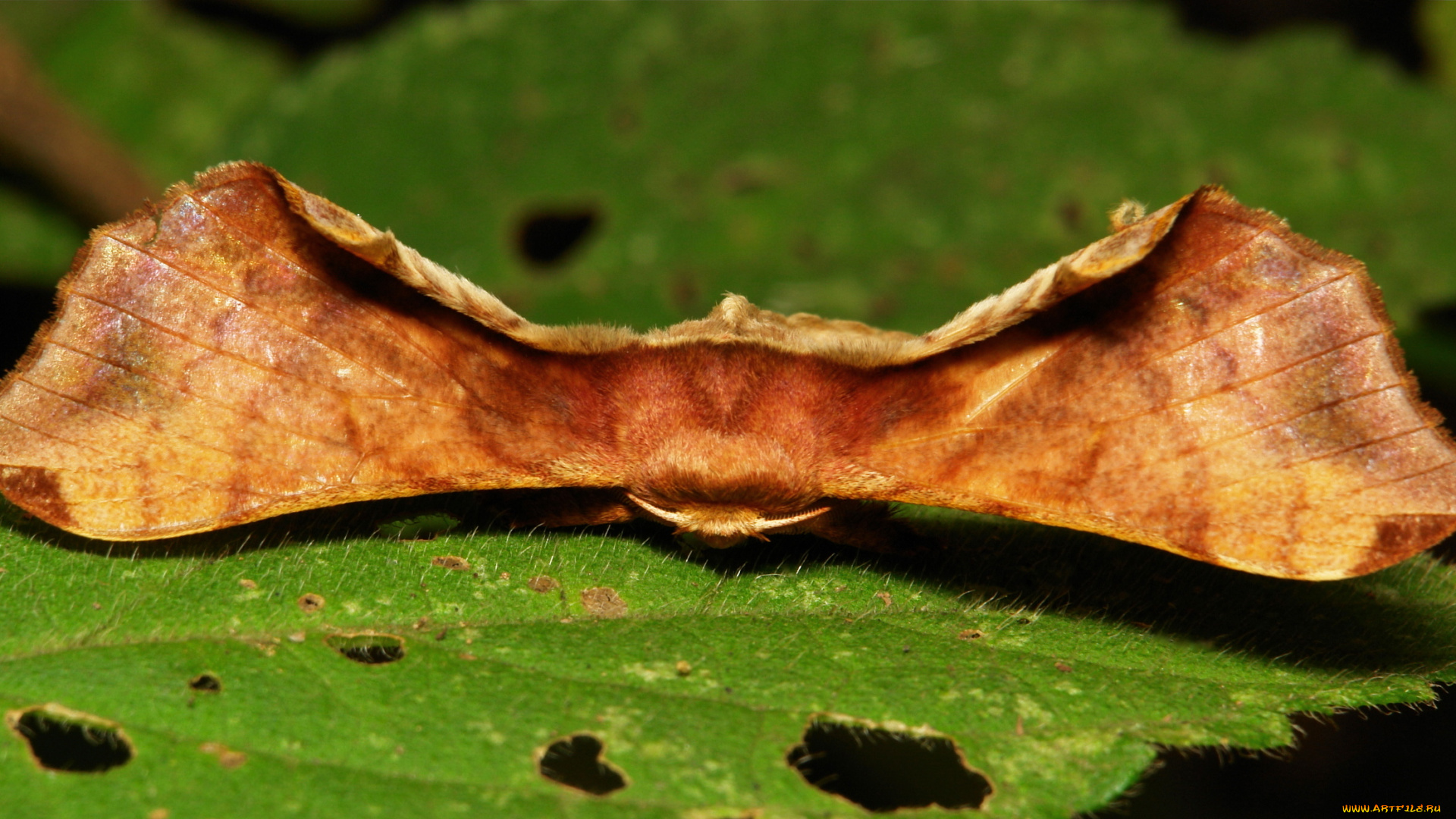 животные, бабочки, , мотыльки, , моли, макро, itchydogimages, мотылёк, насекомое