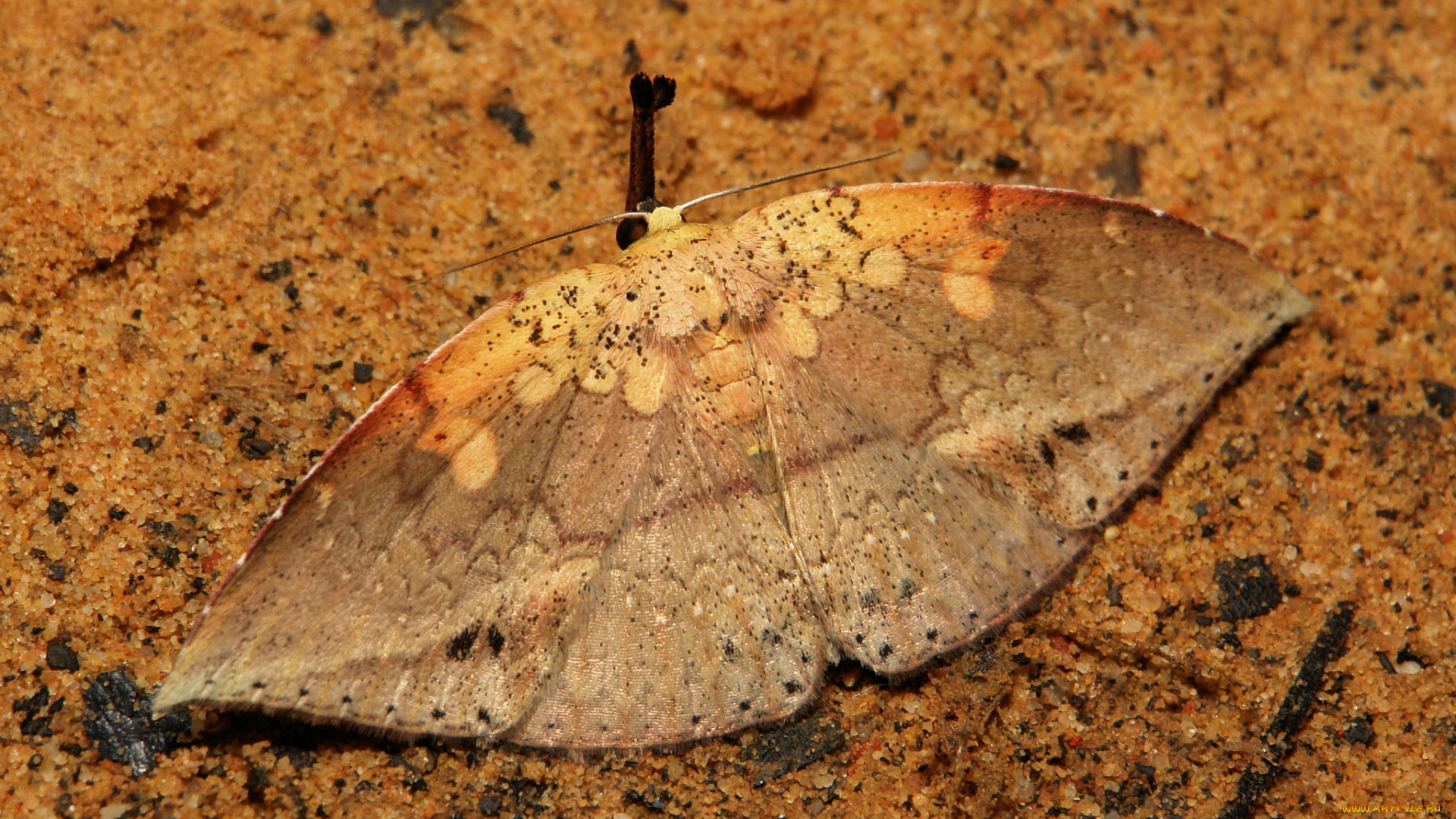 животные, бабочки, , мотыльки, , моли, макро, itchydogimages, крылья, бабочка