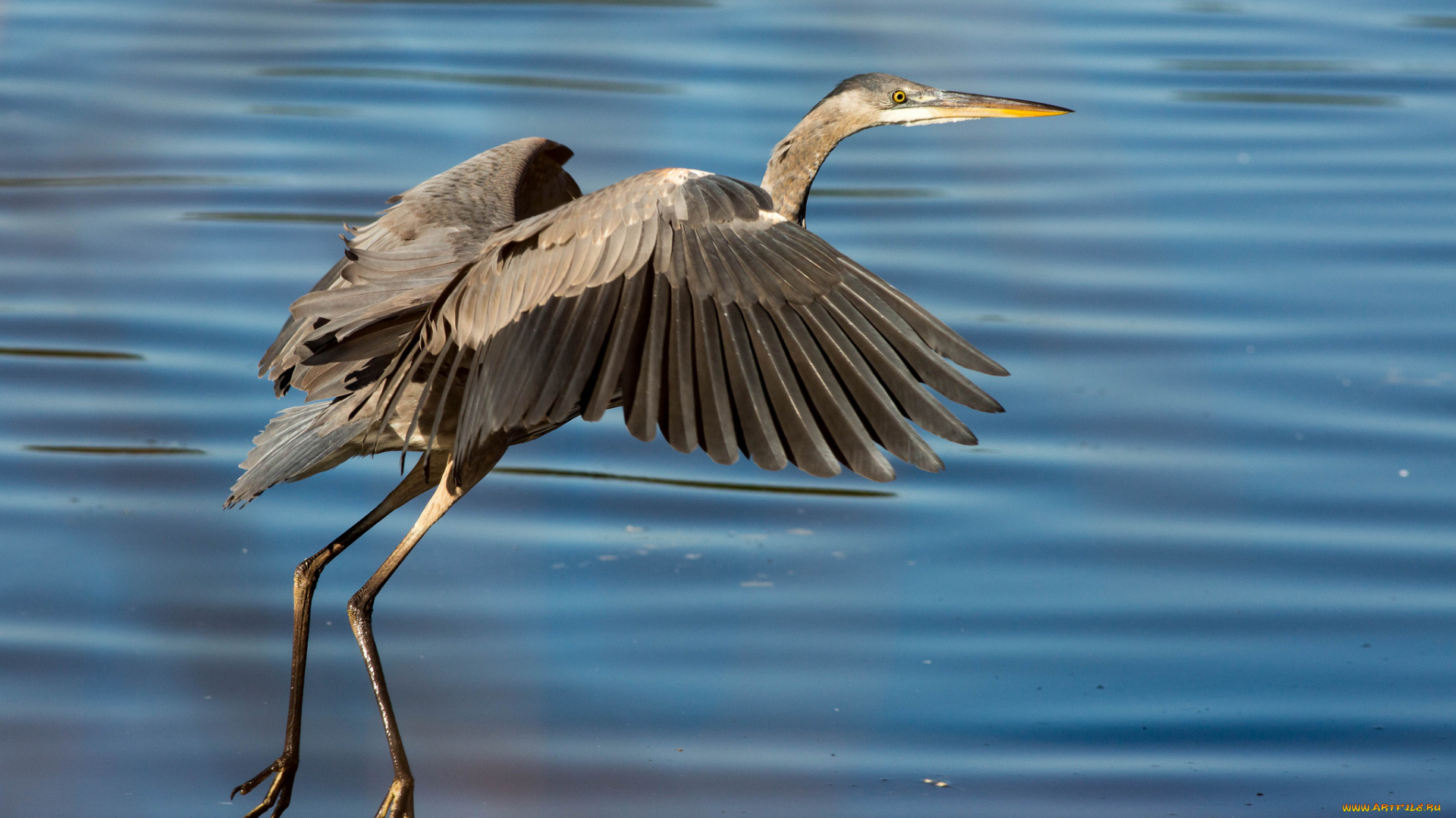 животные, цапли, , выпи, цапля, птица, клюв, вода