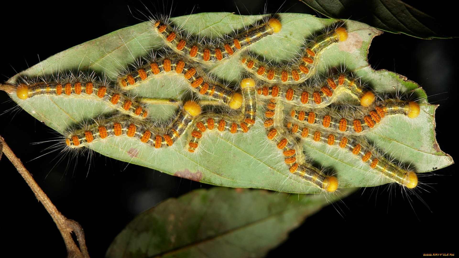 животные, гусеницы, itchydogimages, лист, макро