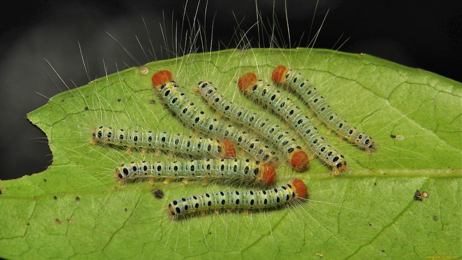 животные, гусеницы, itchydogimages, макро, насекомое, лист