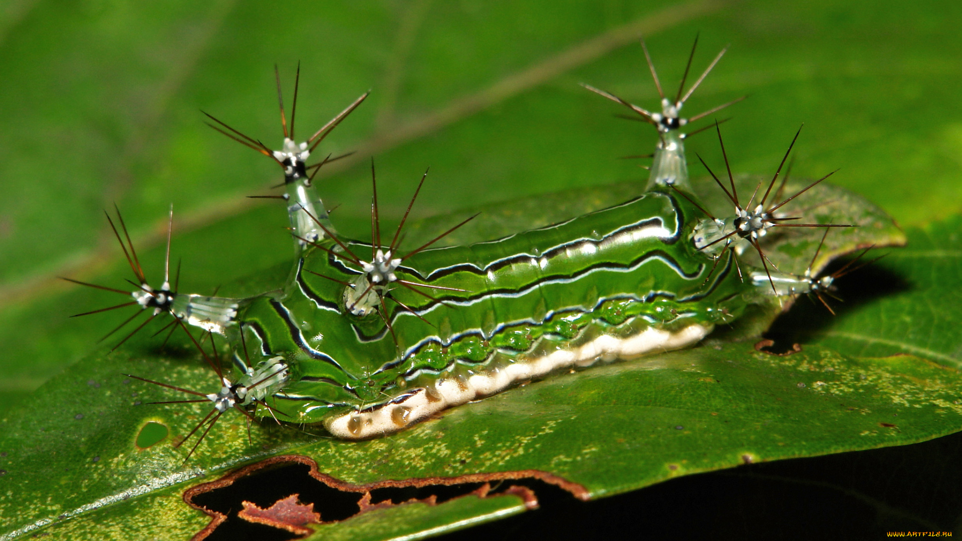 животные, гусеницы, itchydogimages, макро, лист, гусеница