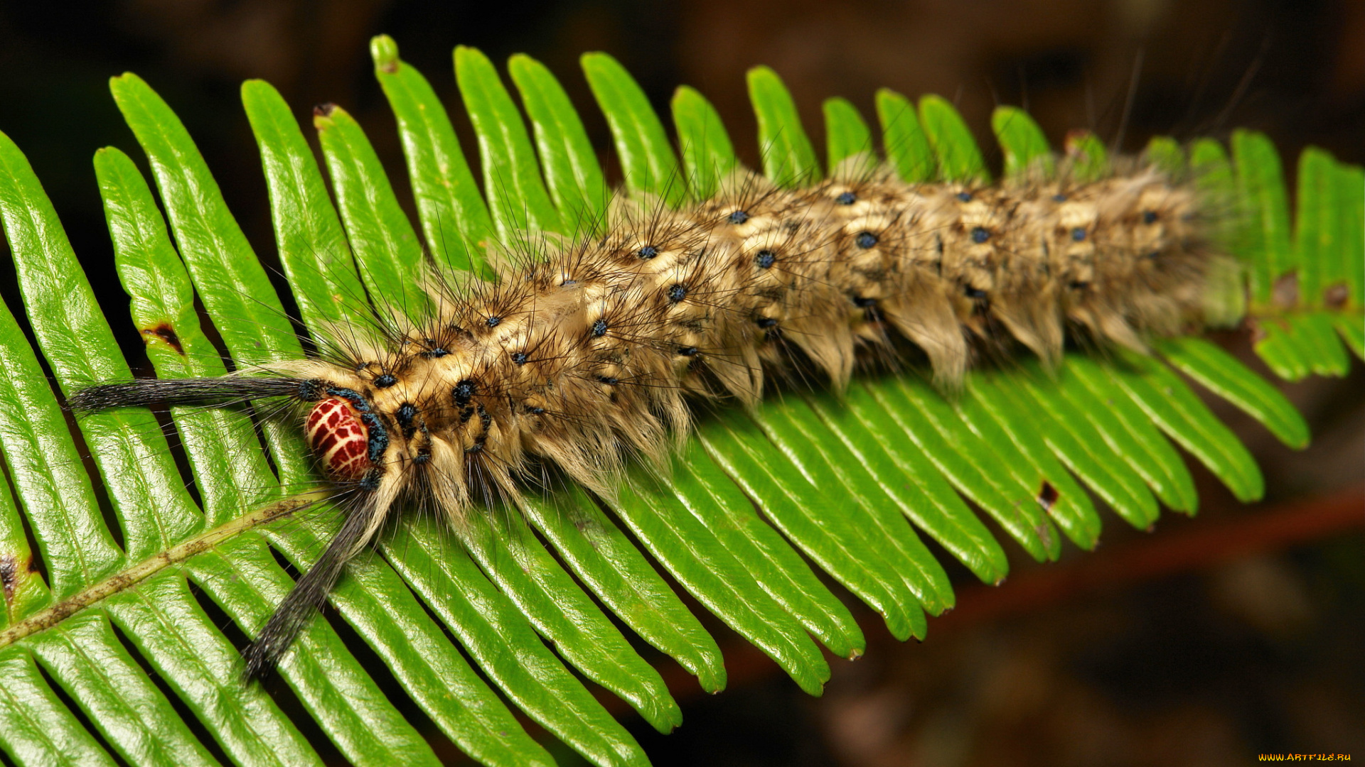 животные, гусеницы, itchydogimages, макро, гусеница