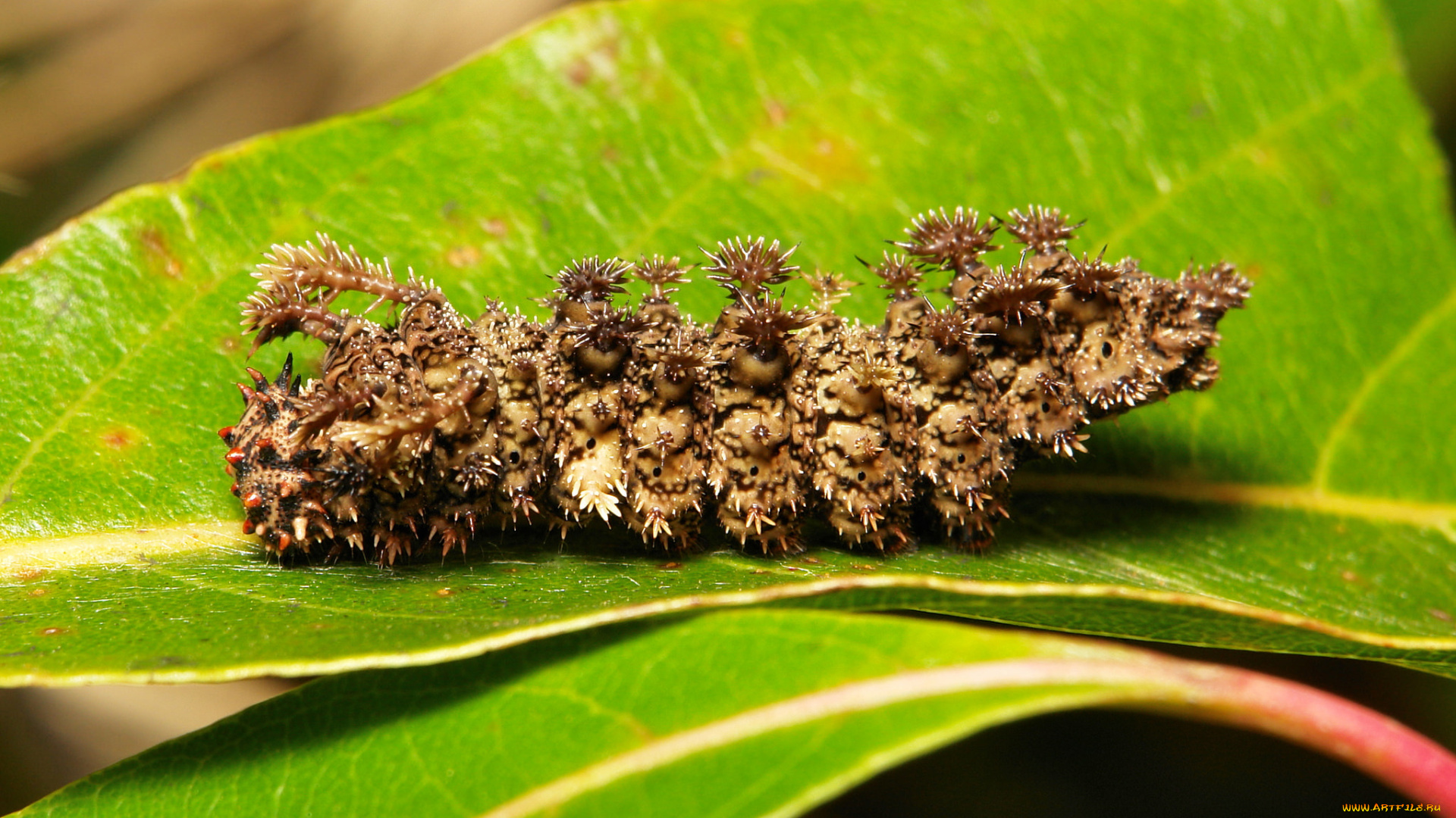 животные, гусеницы, itchydogimages, макро, веточка, листья, гусеница