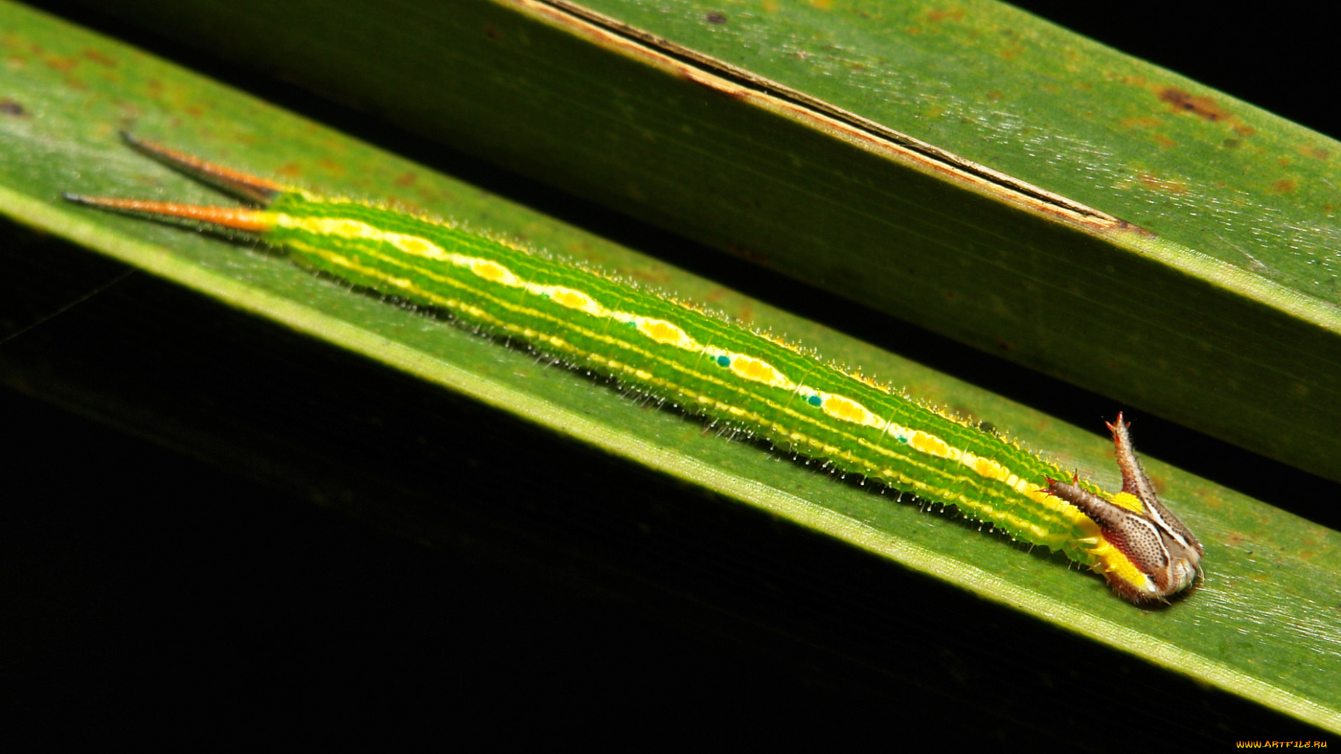 животные, гусеницы, itchydogimages, макро, лист, гусеница