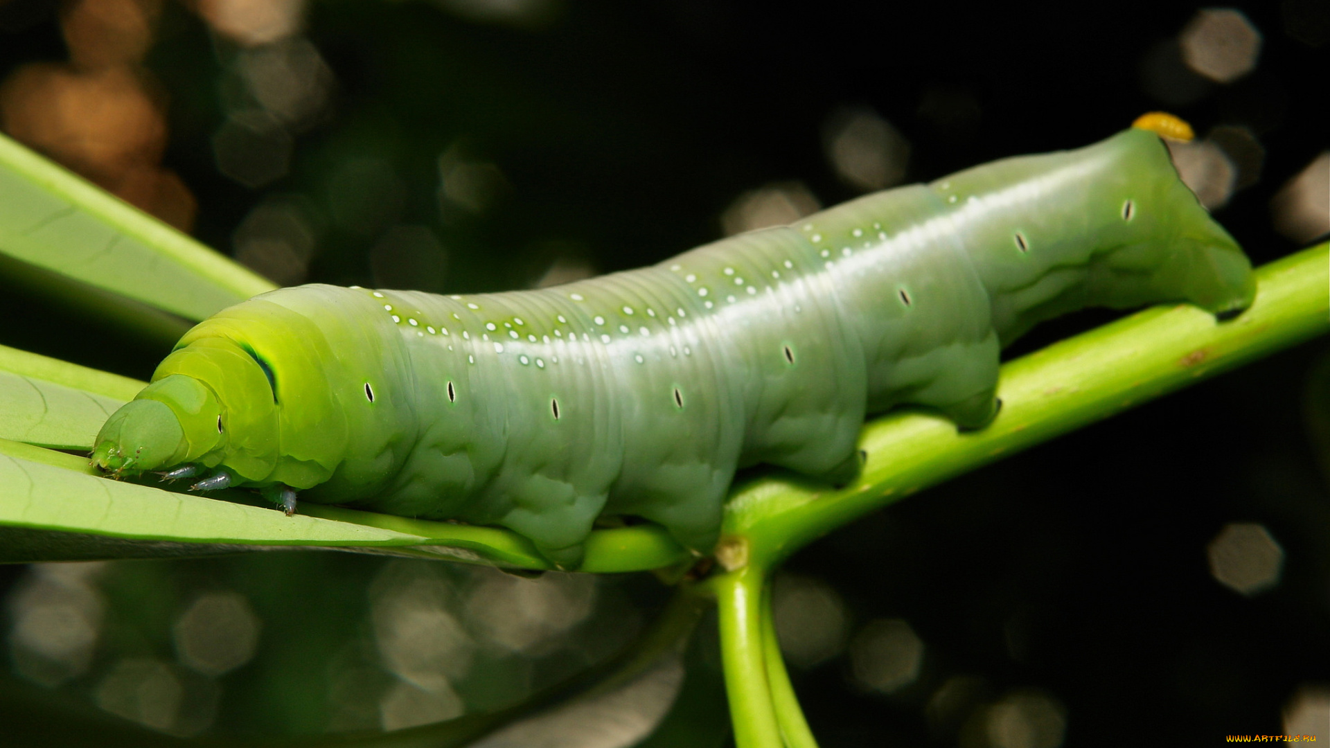 животные, гусеницы, лист, гусеница, itchydogimages, макро