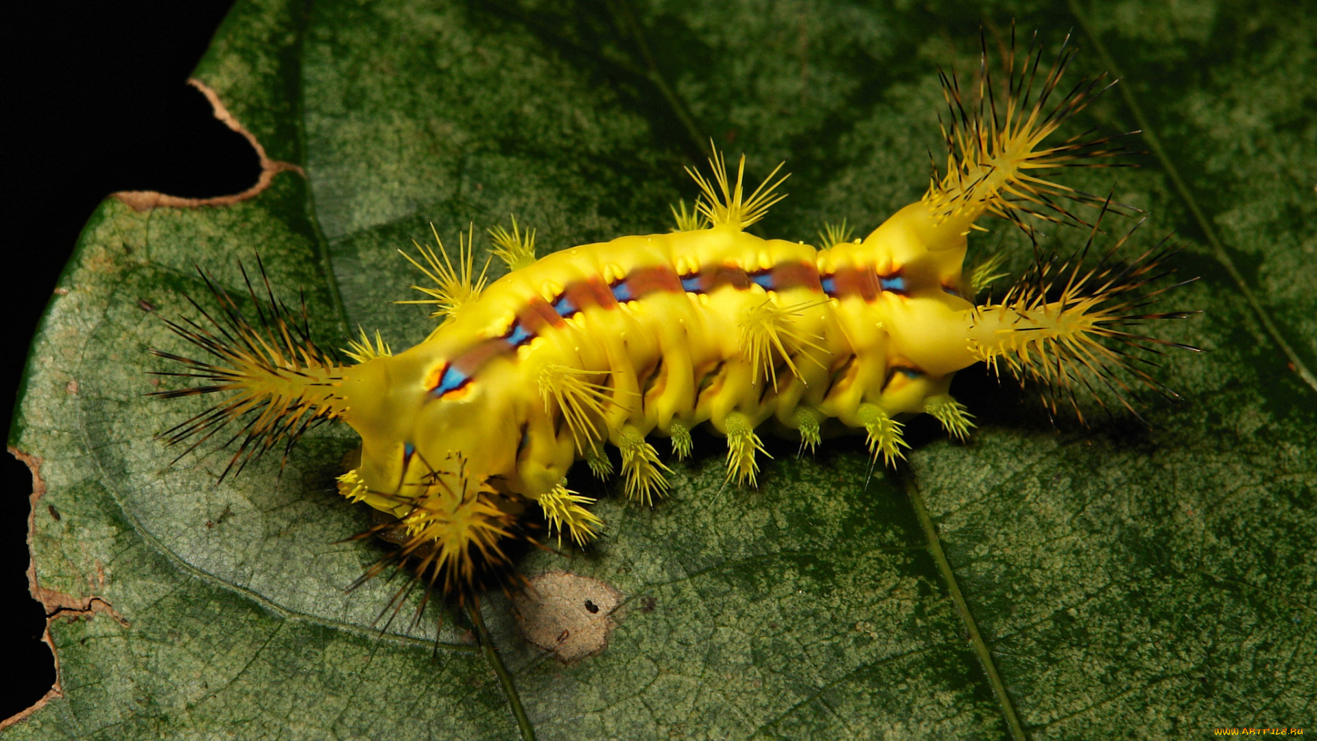 животные, гусеницы, лист, гусеница, макро, itchydogimages
