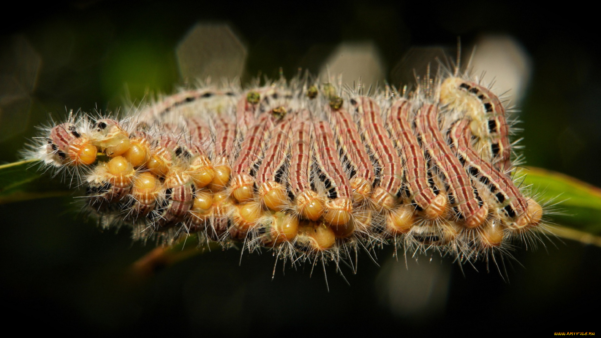 животные, гусеницы, лист, много, макро, волосатые, itchydogimages