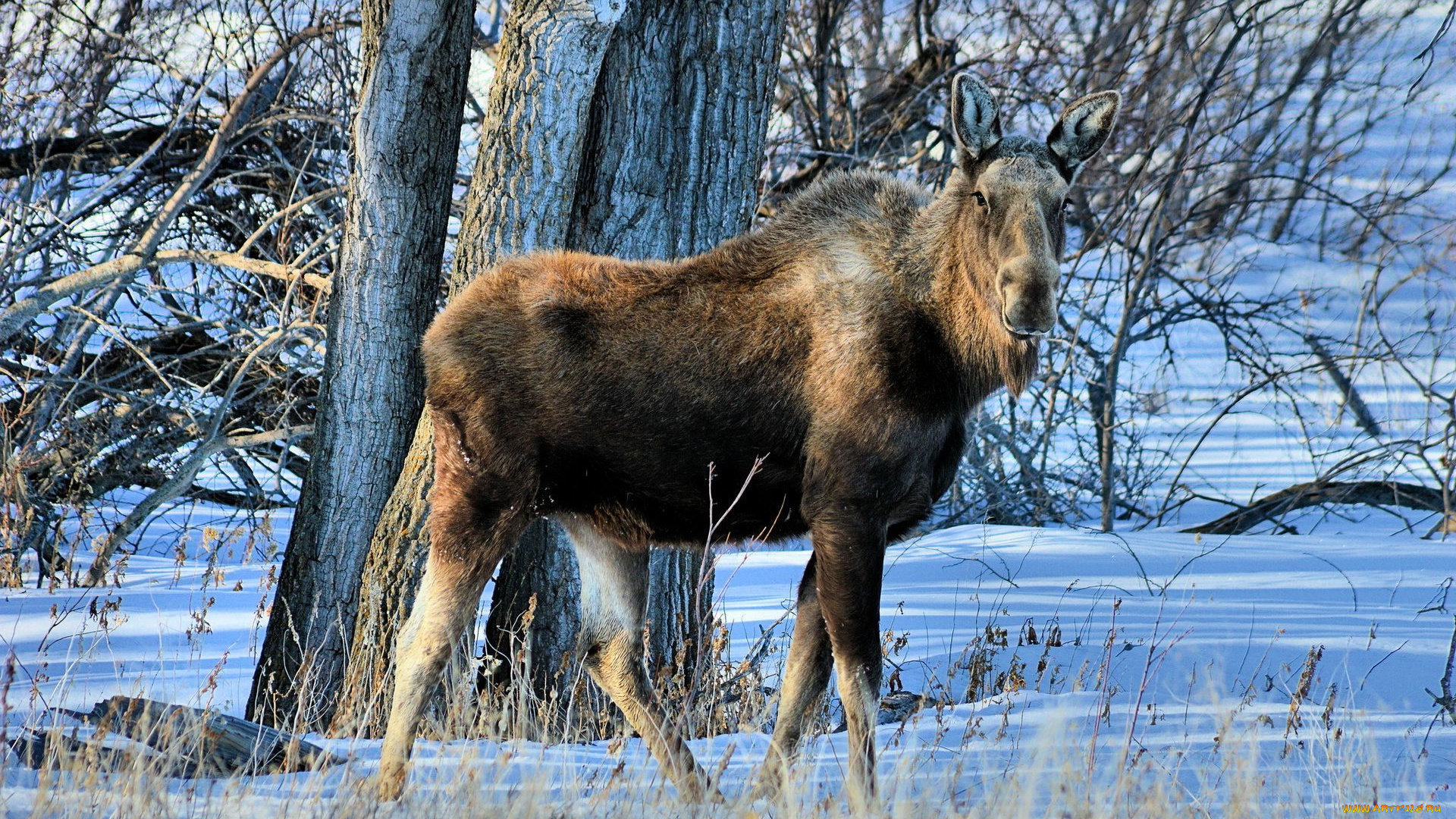 животные, лоси, дерево, снег, лось