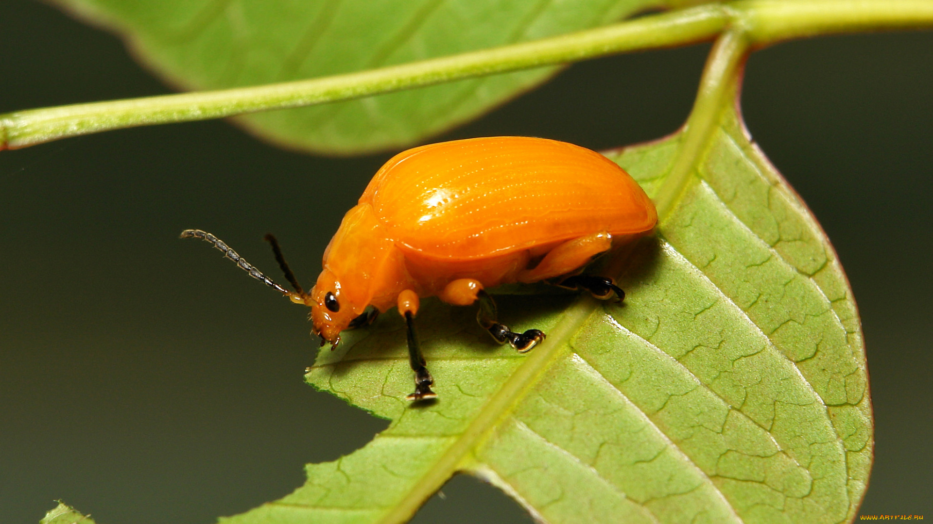 животные, насекомые, itchydogimages, лист, жёлтый, жук, макро