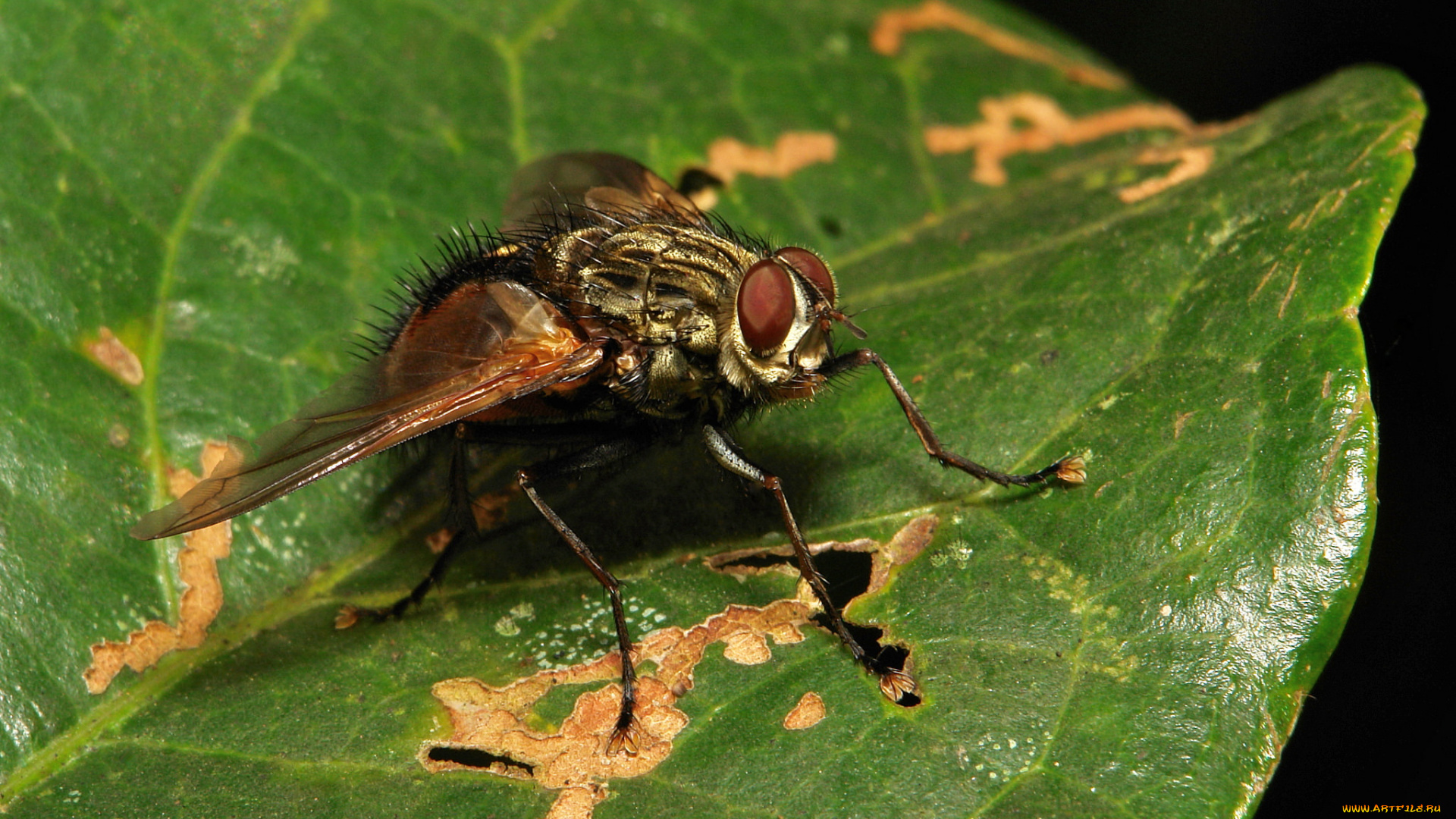 животные, насекомые, макро, itchydogimages, муха, насекомое