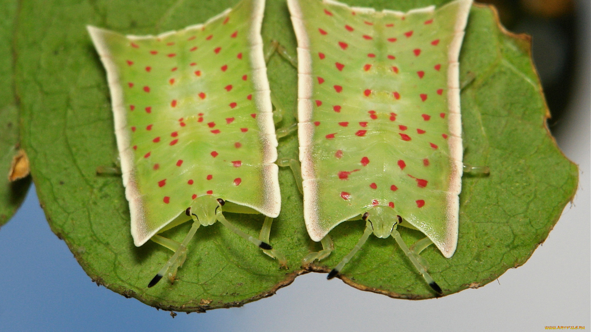 животные, насекомые, макро, травинка, жук, насекомое, фон