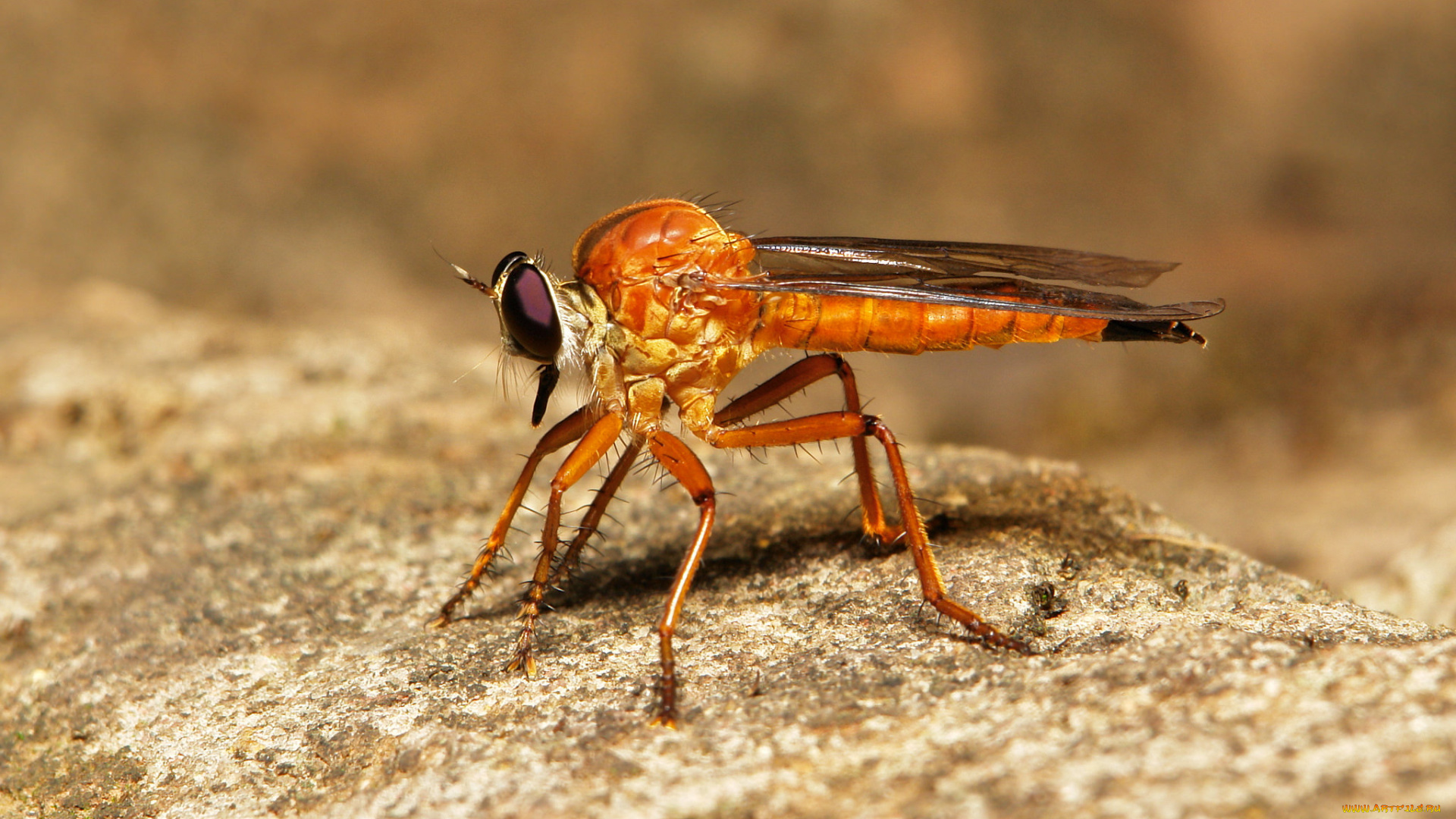 животные, насекомые, насекомое, макро, itchydogimages