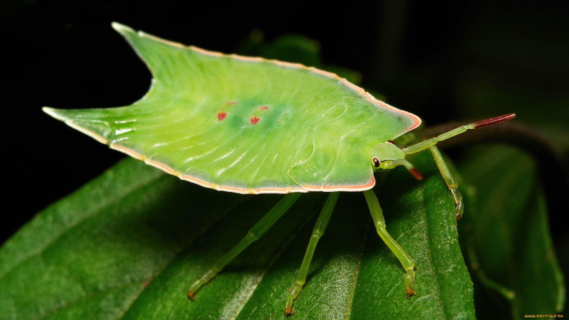 животные, насекомые, насекомое, макро, itchydogimages