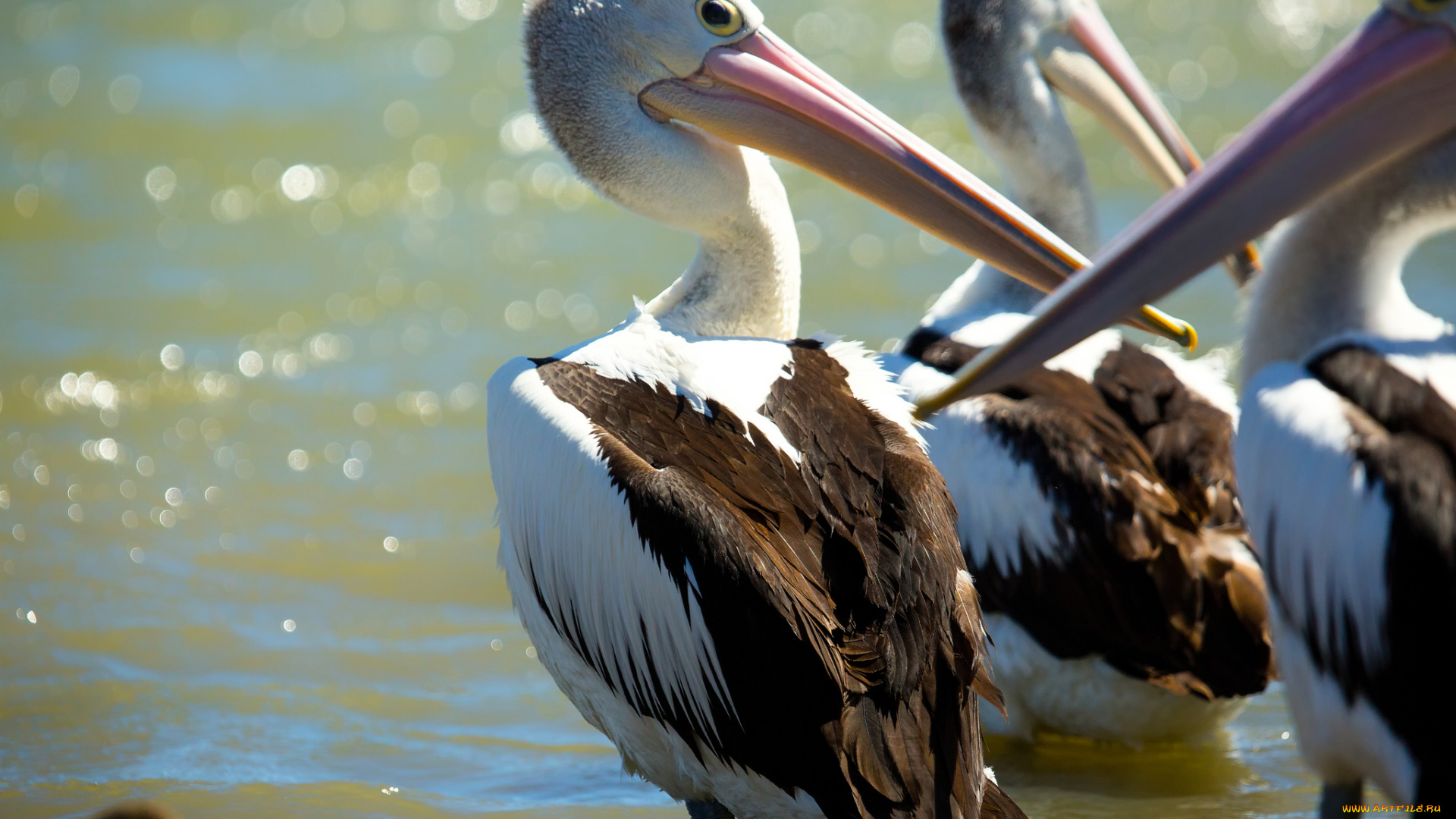 животные, пеликаны, птицы, вода