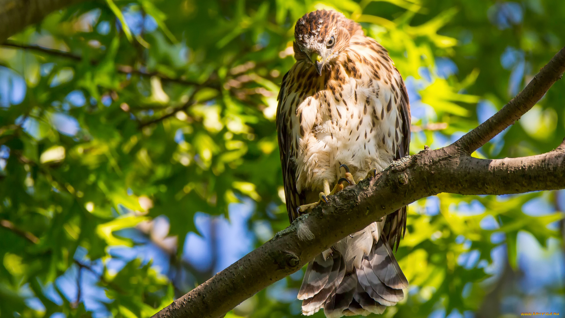 животные, птицы, -, хищники, птица, сокол, крылья, ветки, листья, зелень