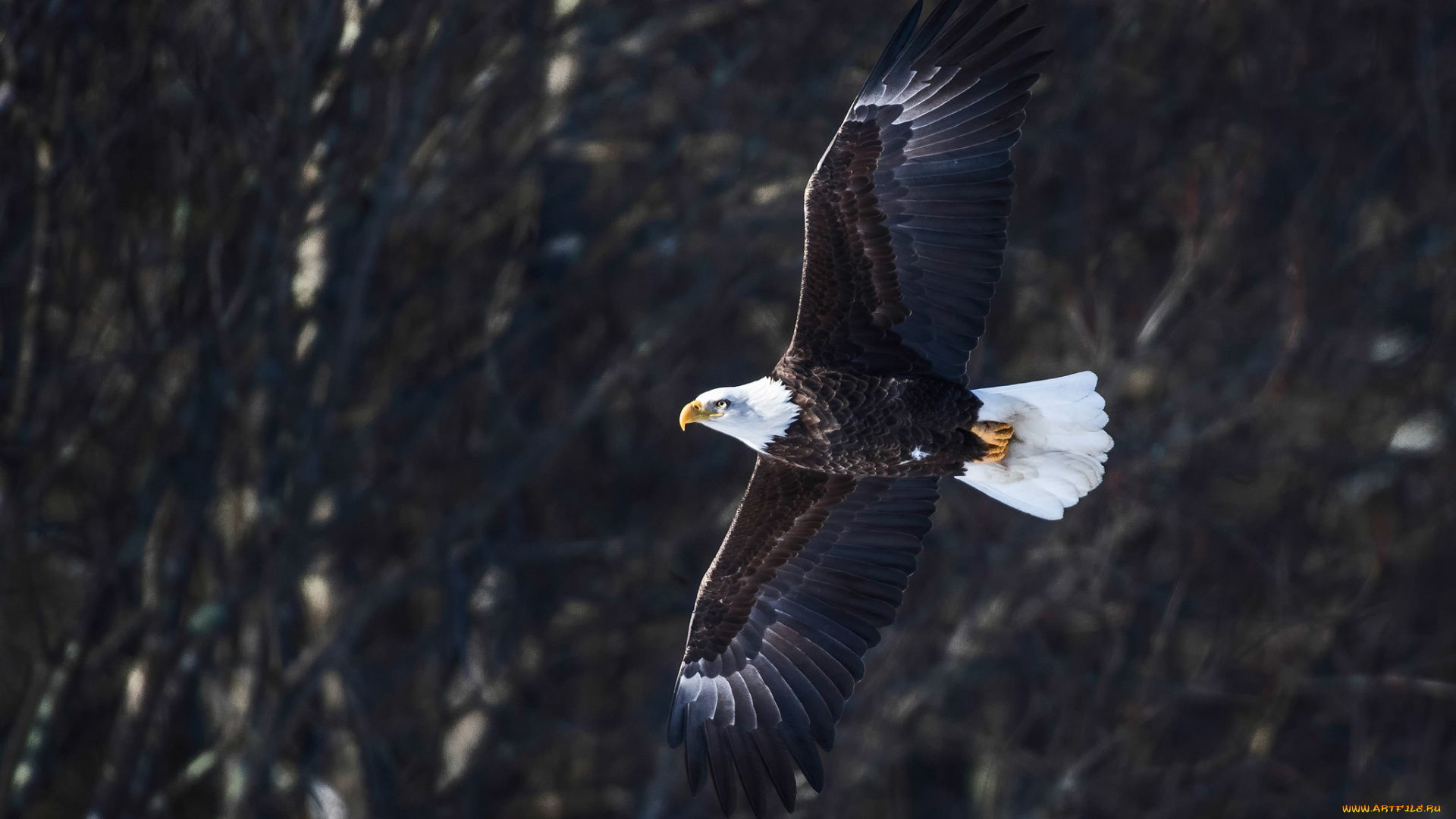 животные, птицы, -, хищники, птица, ветки, орёл, полёт