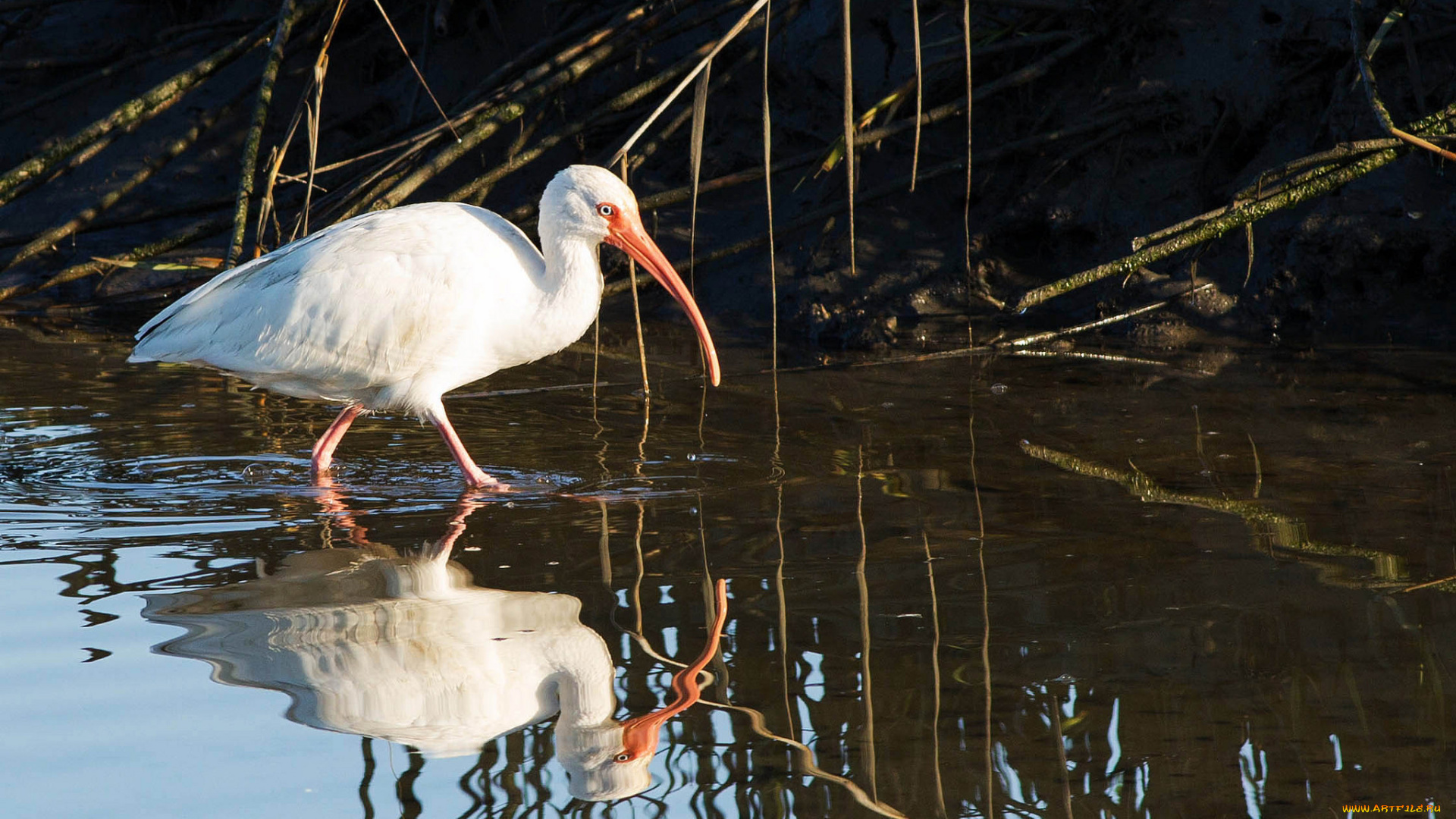 животные, птицы, отражение, вода, белая, птица