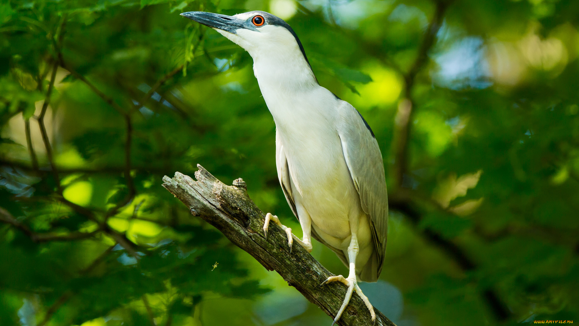 животные, птицы, птица, ветки, листья