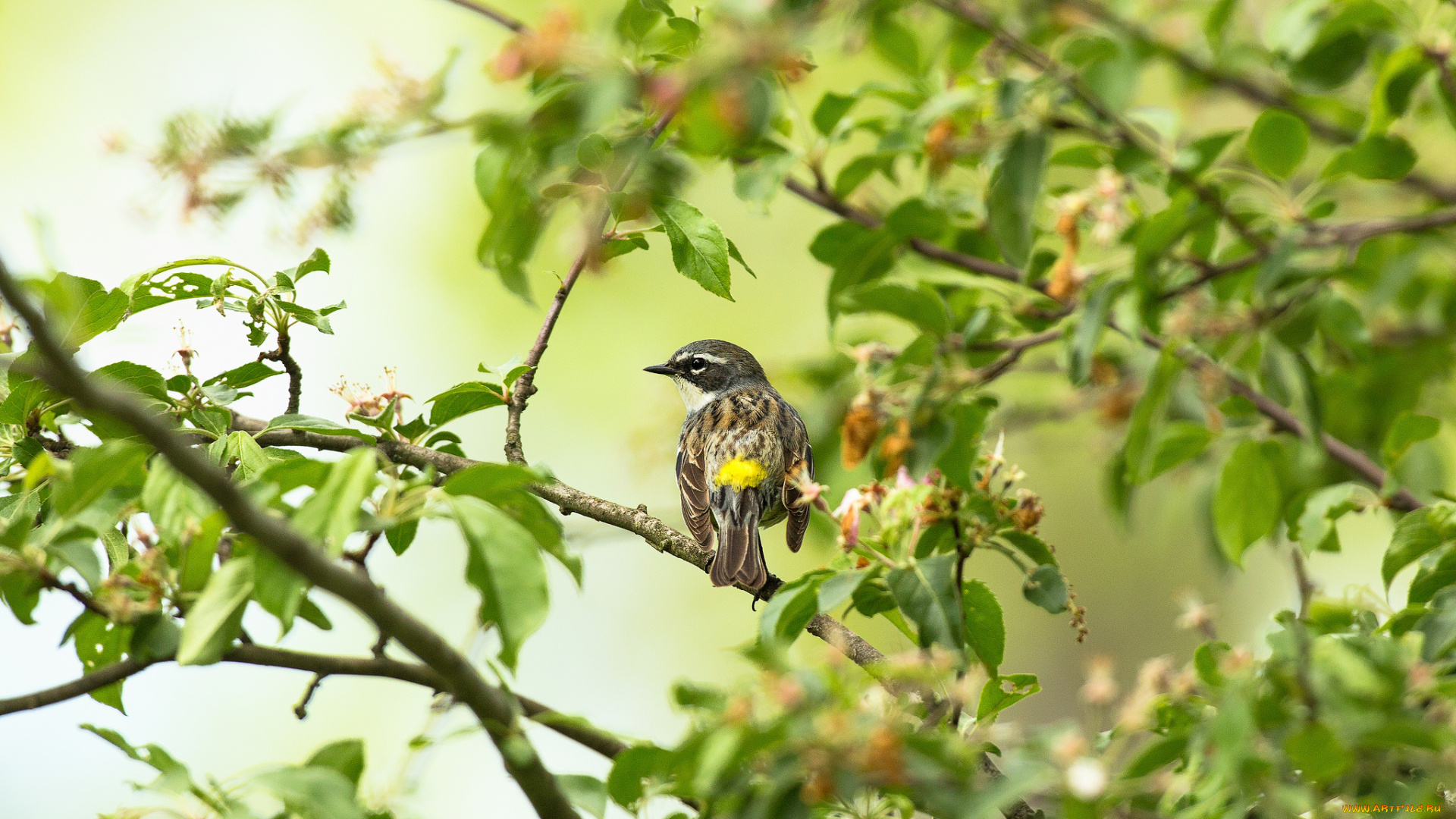 животные, птицы, птица, ветки, листья
