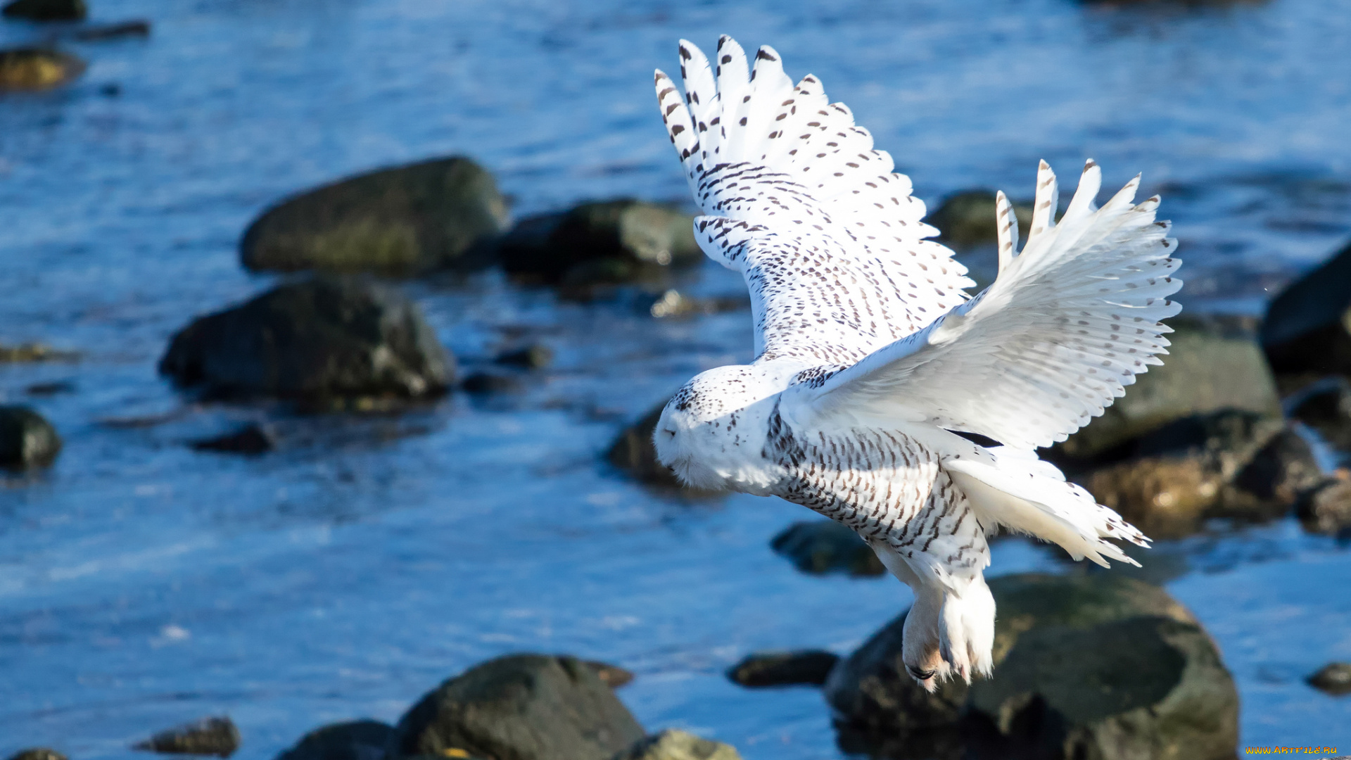 животные, совы, белая, сова, крылья, птица