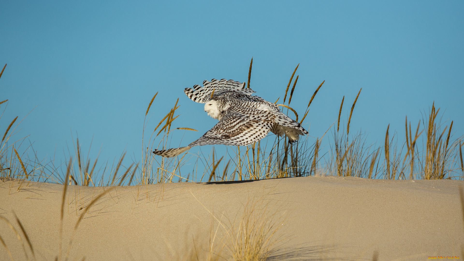животные, совы, песок, трава, сова, птица, летит