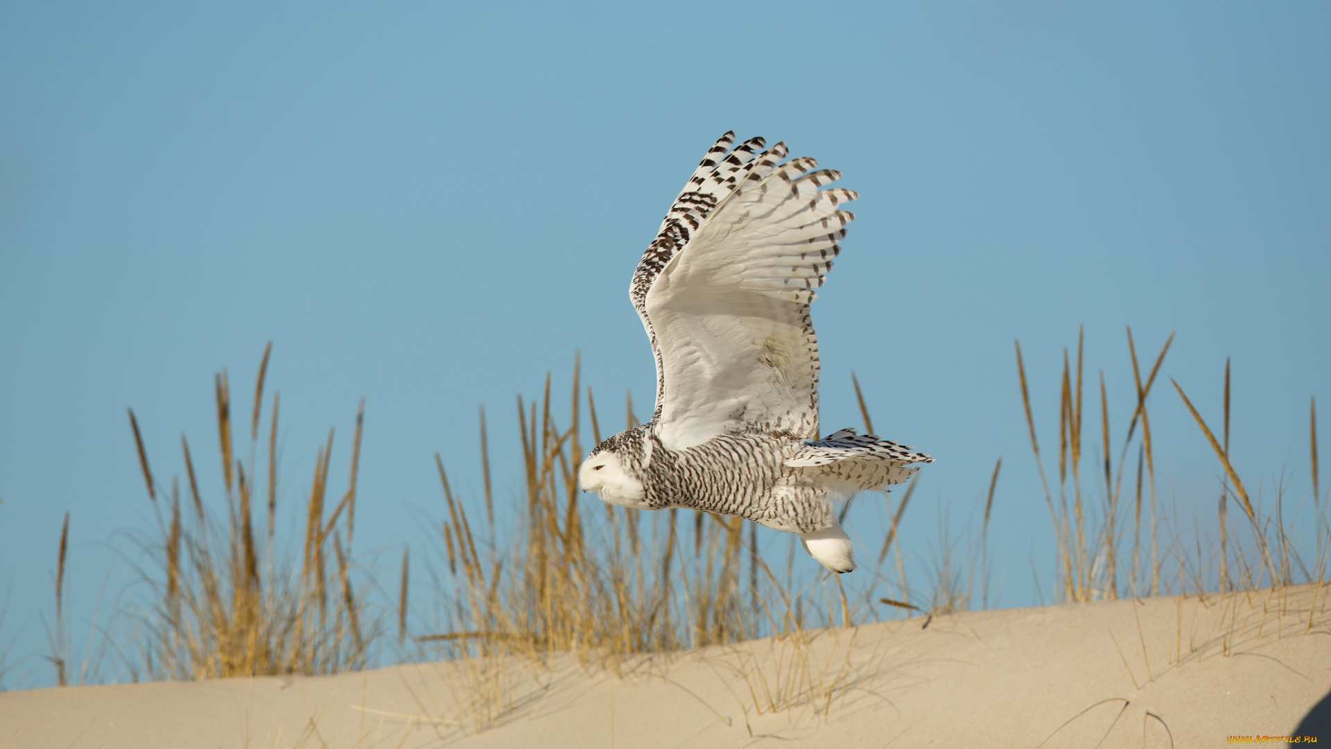 животные, совы, песок, трава, сова, птица, летит