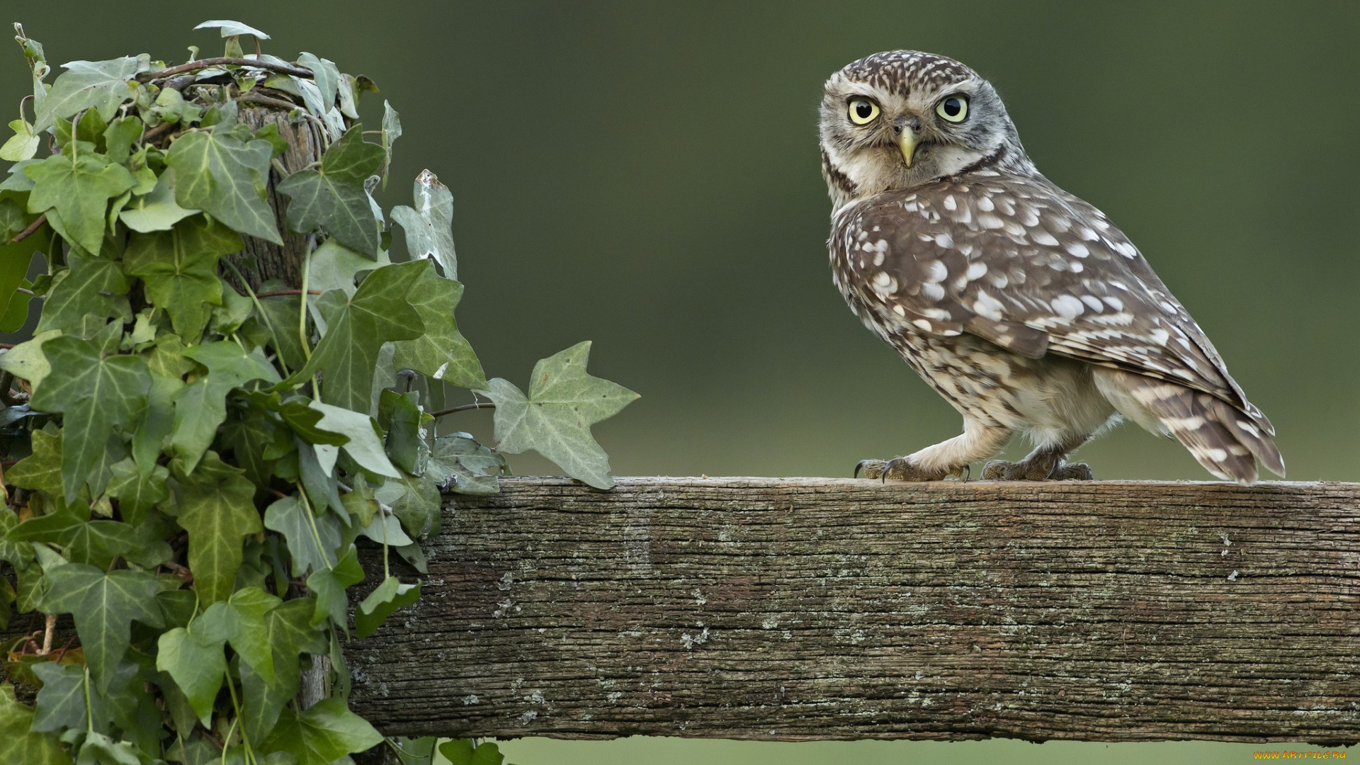 животные, совы, плющ, бревно, забор, сова