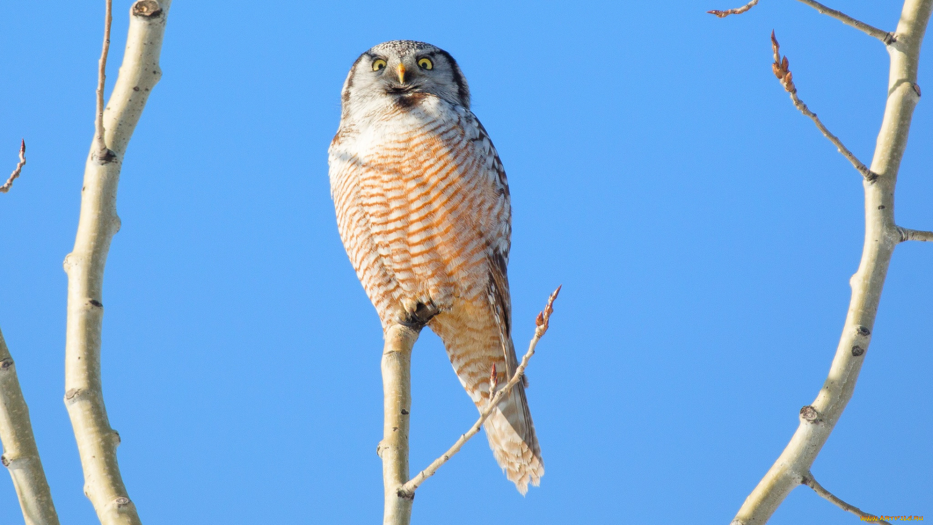 животные, совы, сова, небо, дерево, ветки